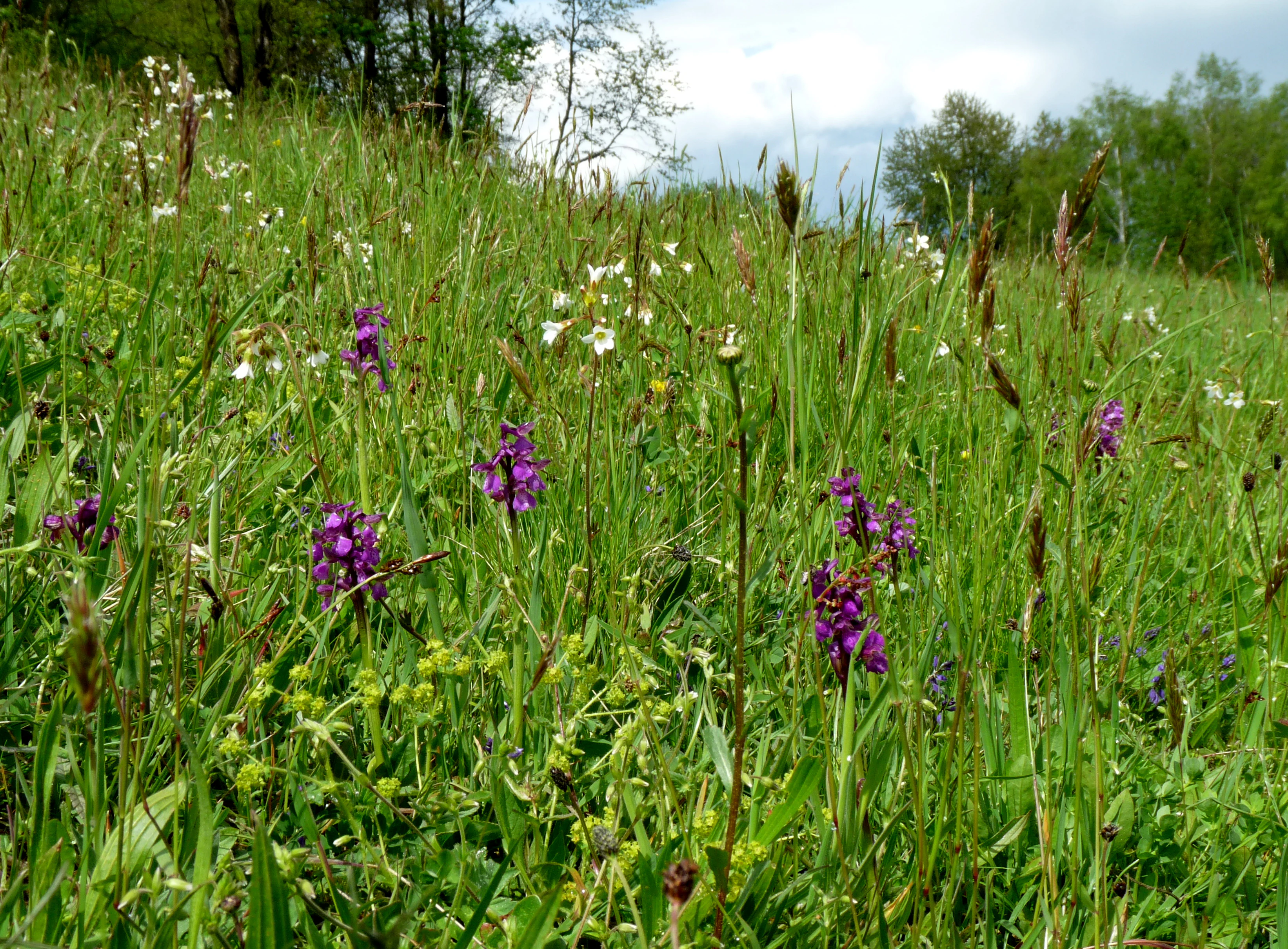 A group of purple-flowered green-winged orchids growing in a grassy meadow with mixed wildflowers and trees in the background.