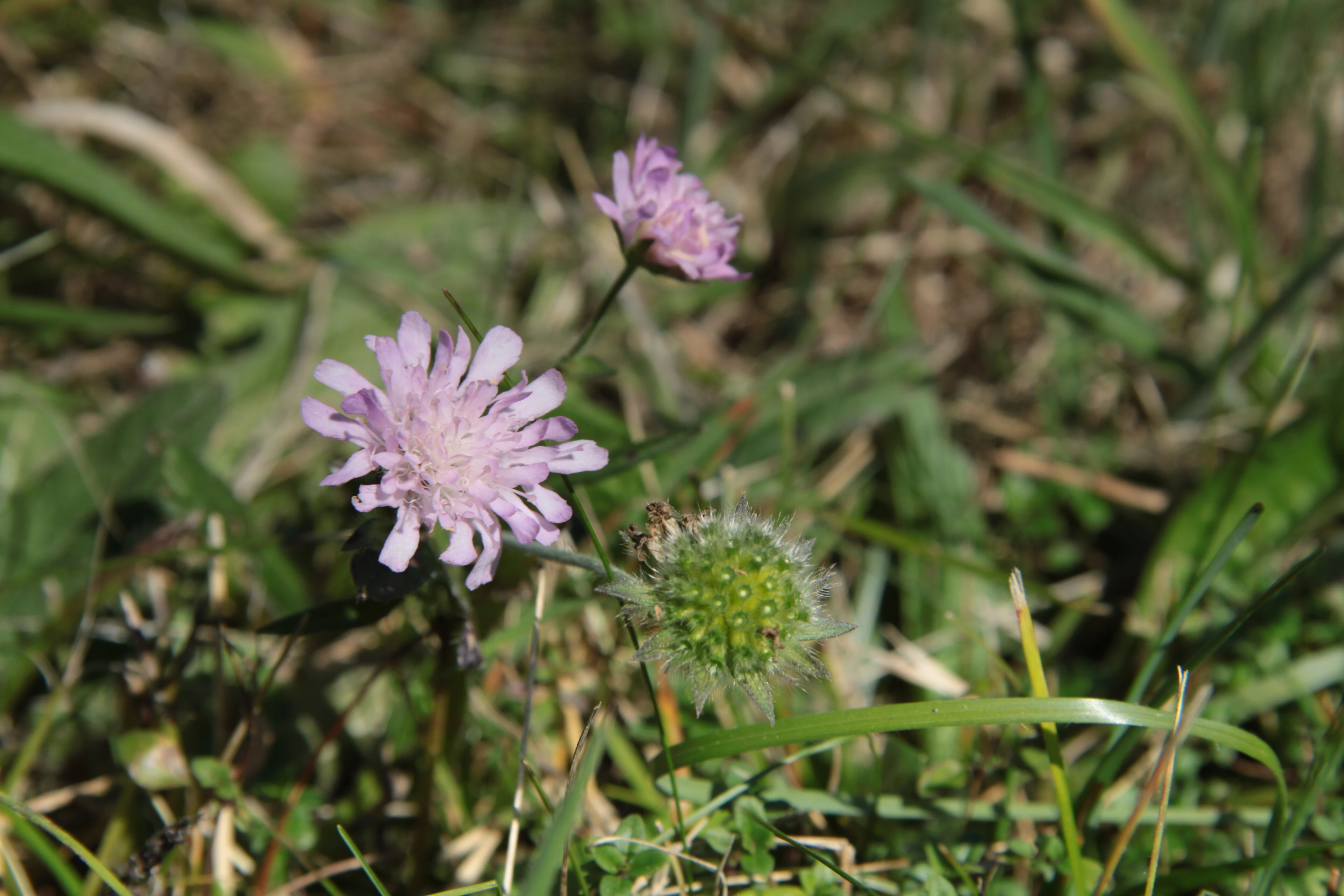 A close-up view of a pink field scabious flower in bloom with a green seed head and grass in the background.
