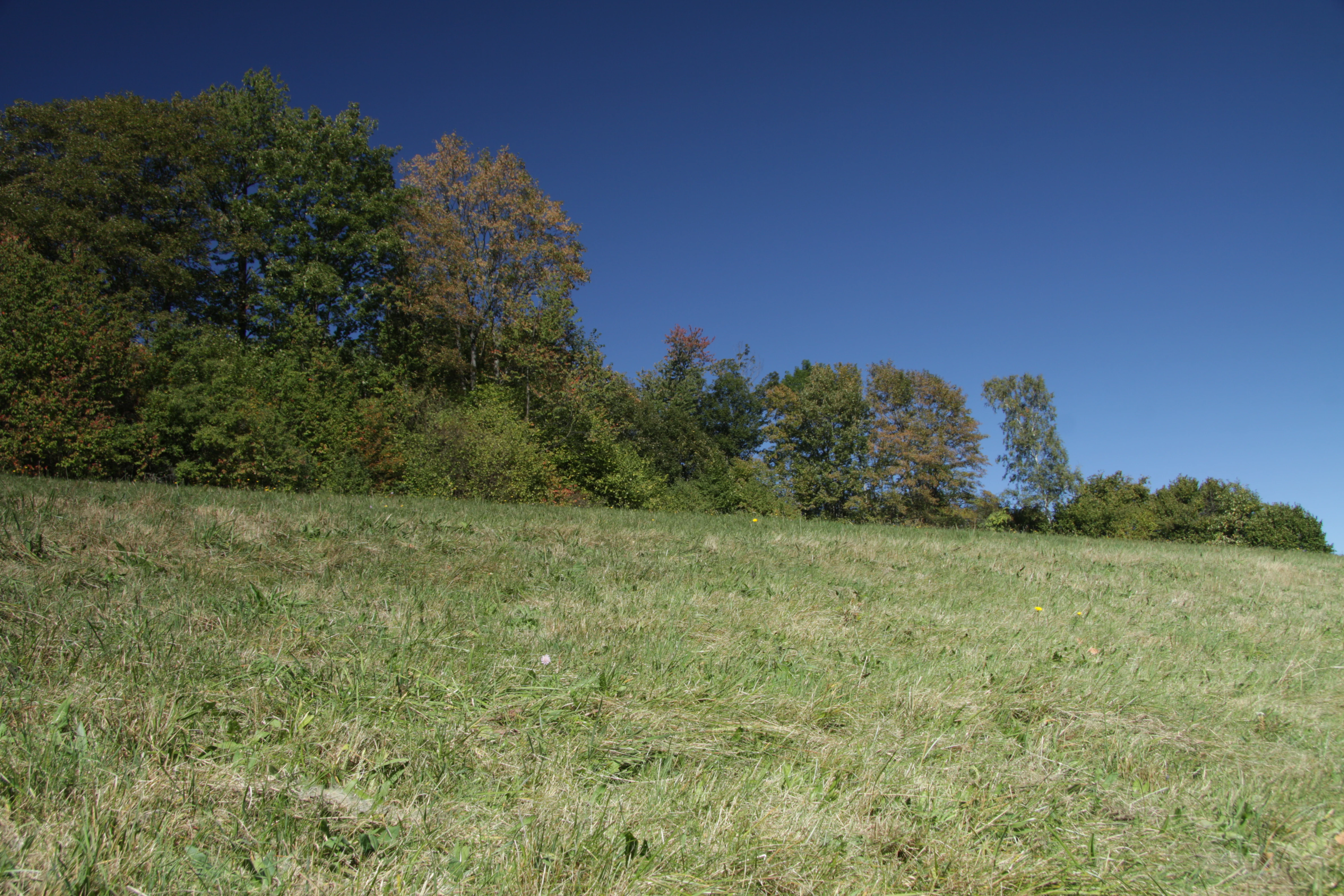 A wide, grassy meadow stretches towards a line of trees against a clear blue sky.