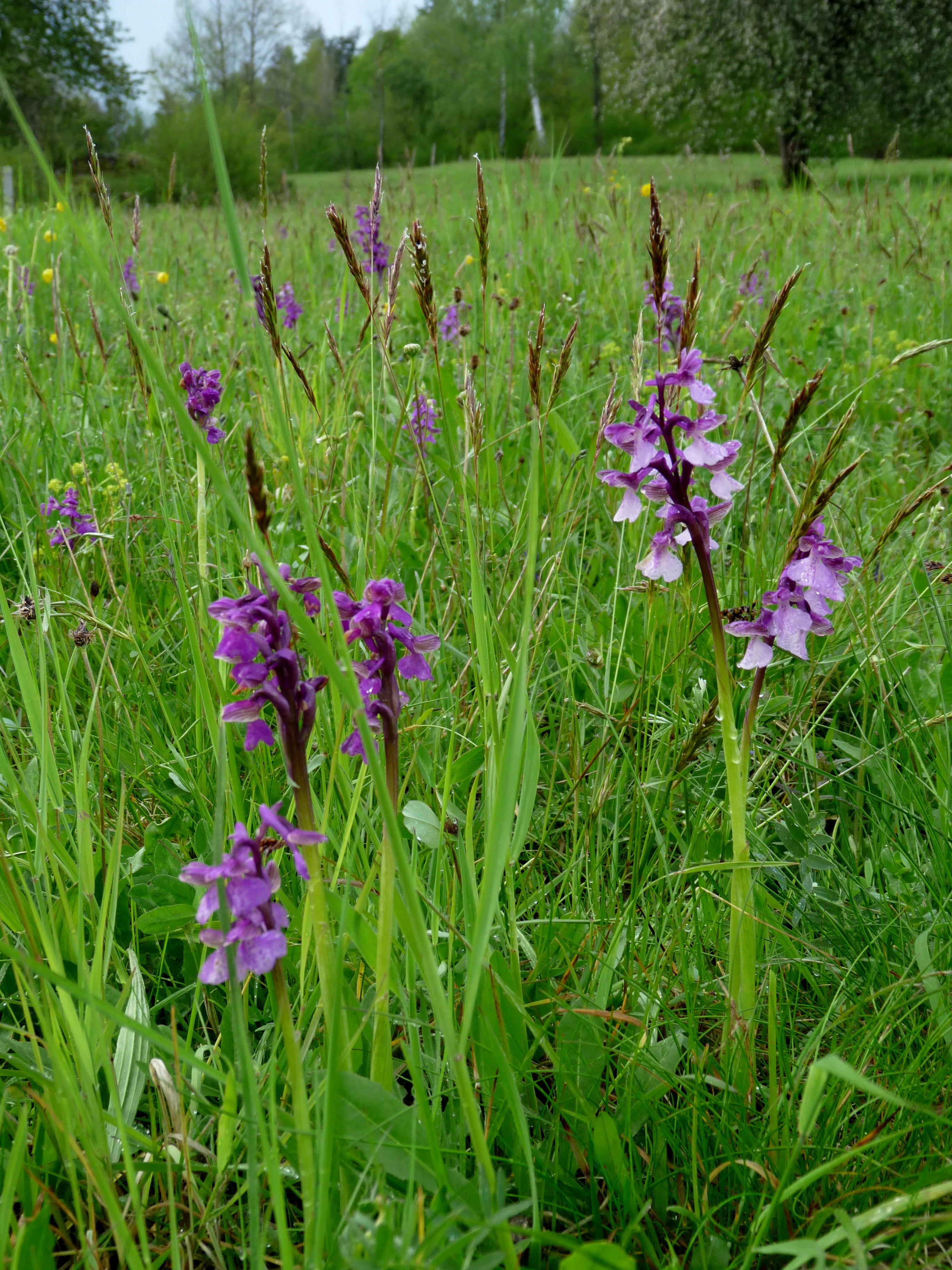A cluster of purple green-winged orchids growing in a tall grassy meadow, with a background of trees.