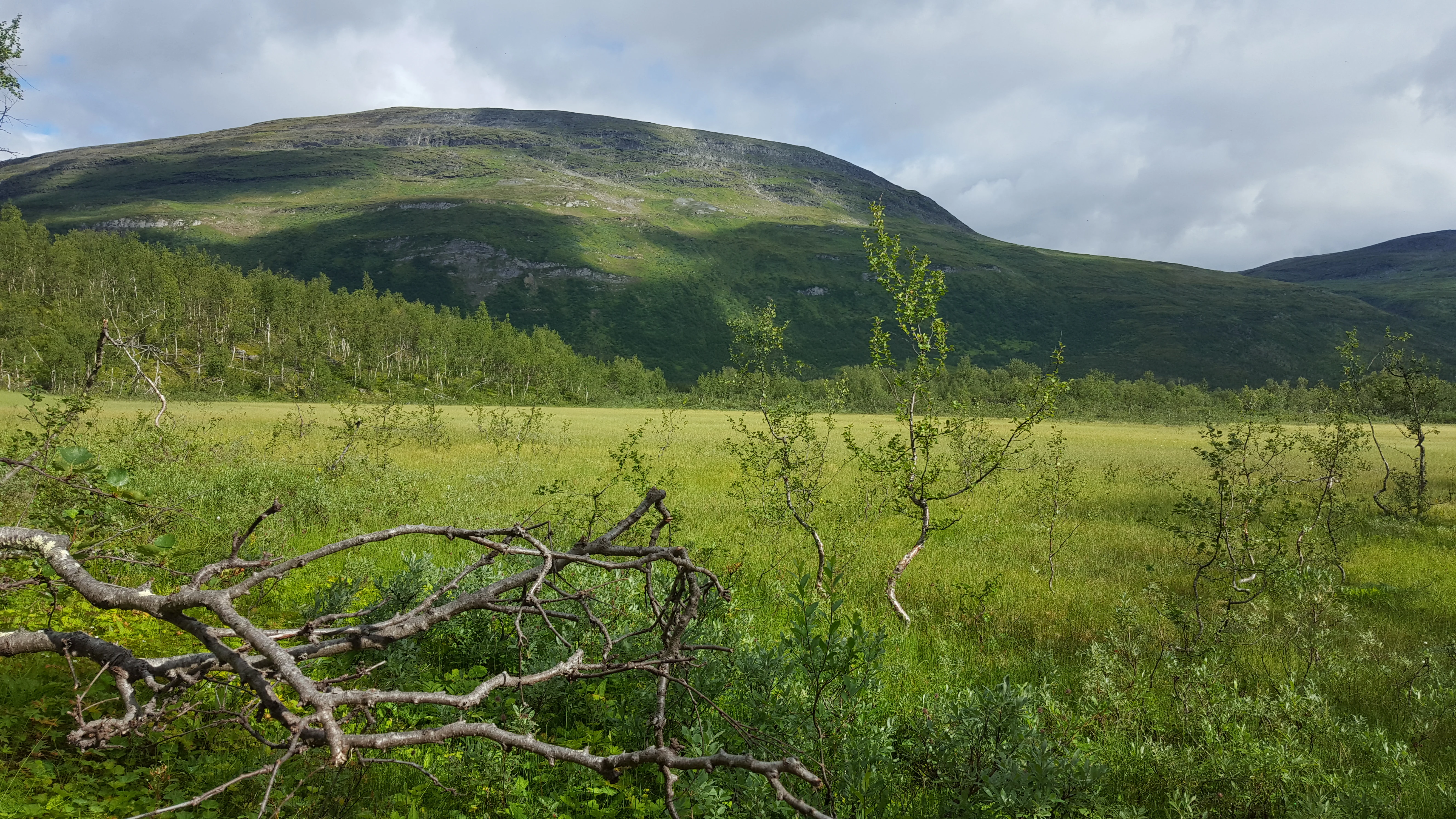 Green marshland field with scattered trees, fallen branches in foreground, and mountain ridge under partly cloudy sky