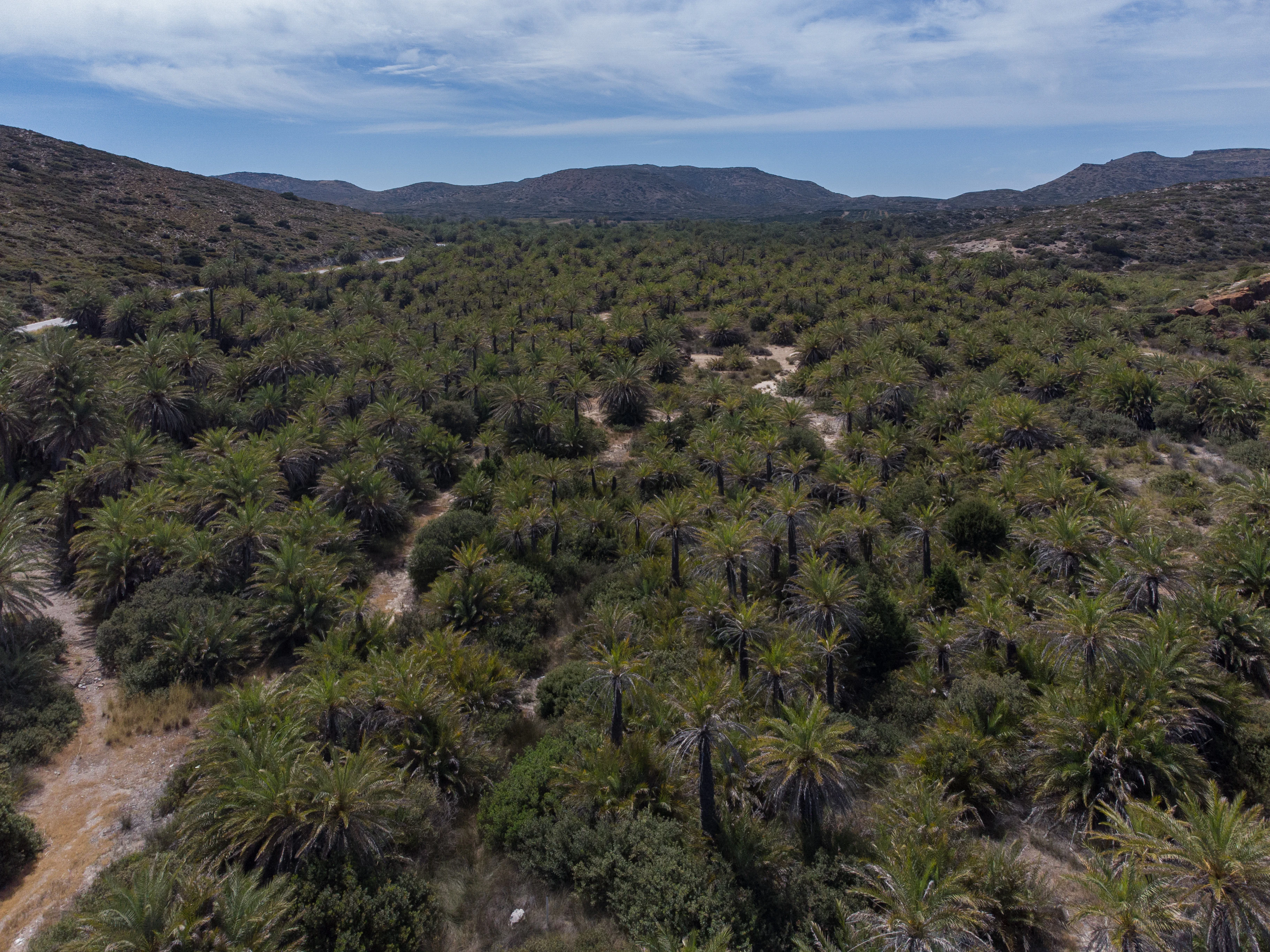 A wide aerial view of a large, dense palm tree forest surrounded by arid, hilly terrain in Crete under a blue sky.