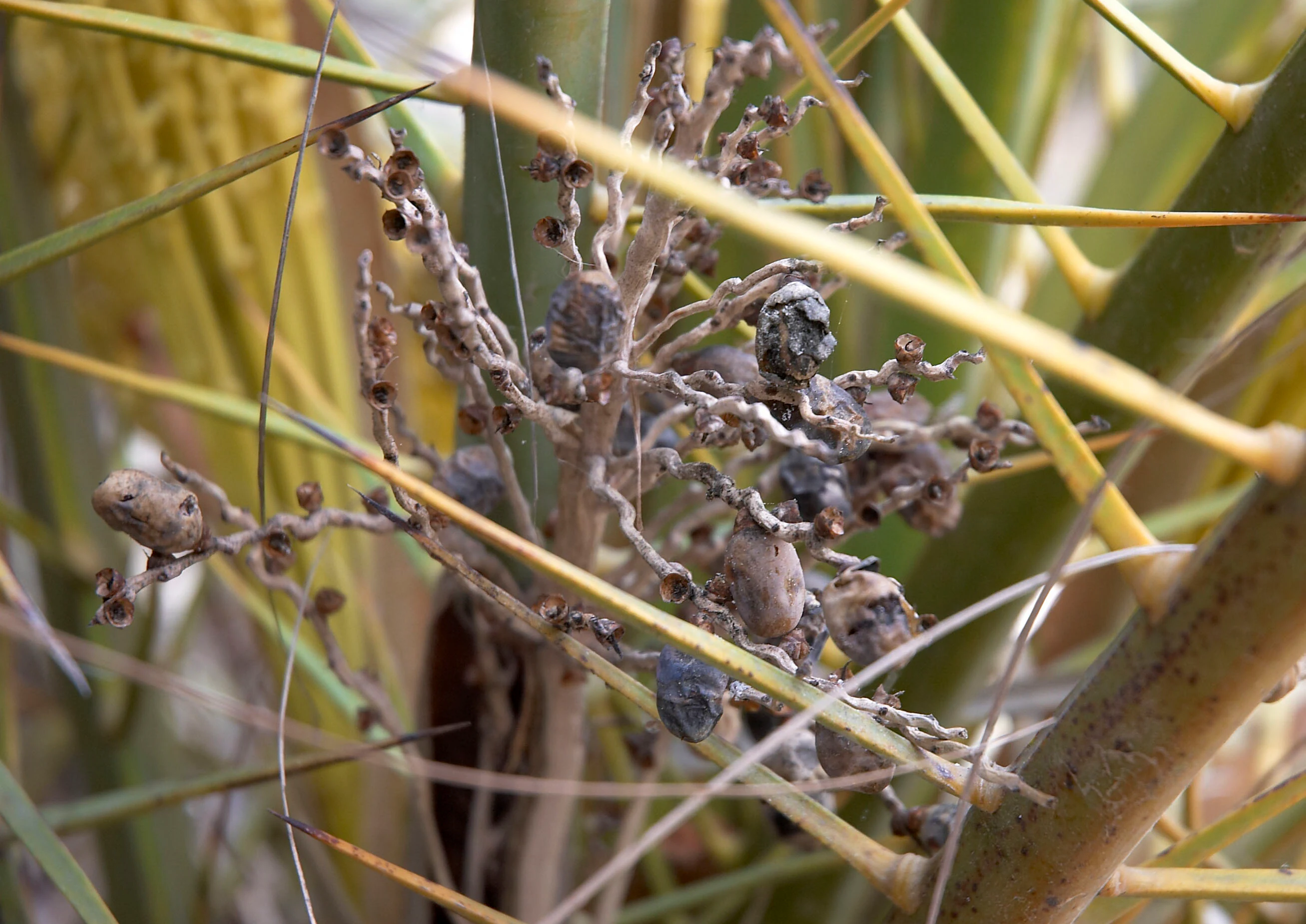 Close up view of dry, dark clusters of fruit growing on a Phoenix theophrasti palm tree, surrounded by thorny fronds.
