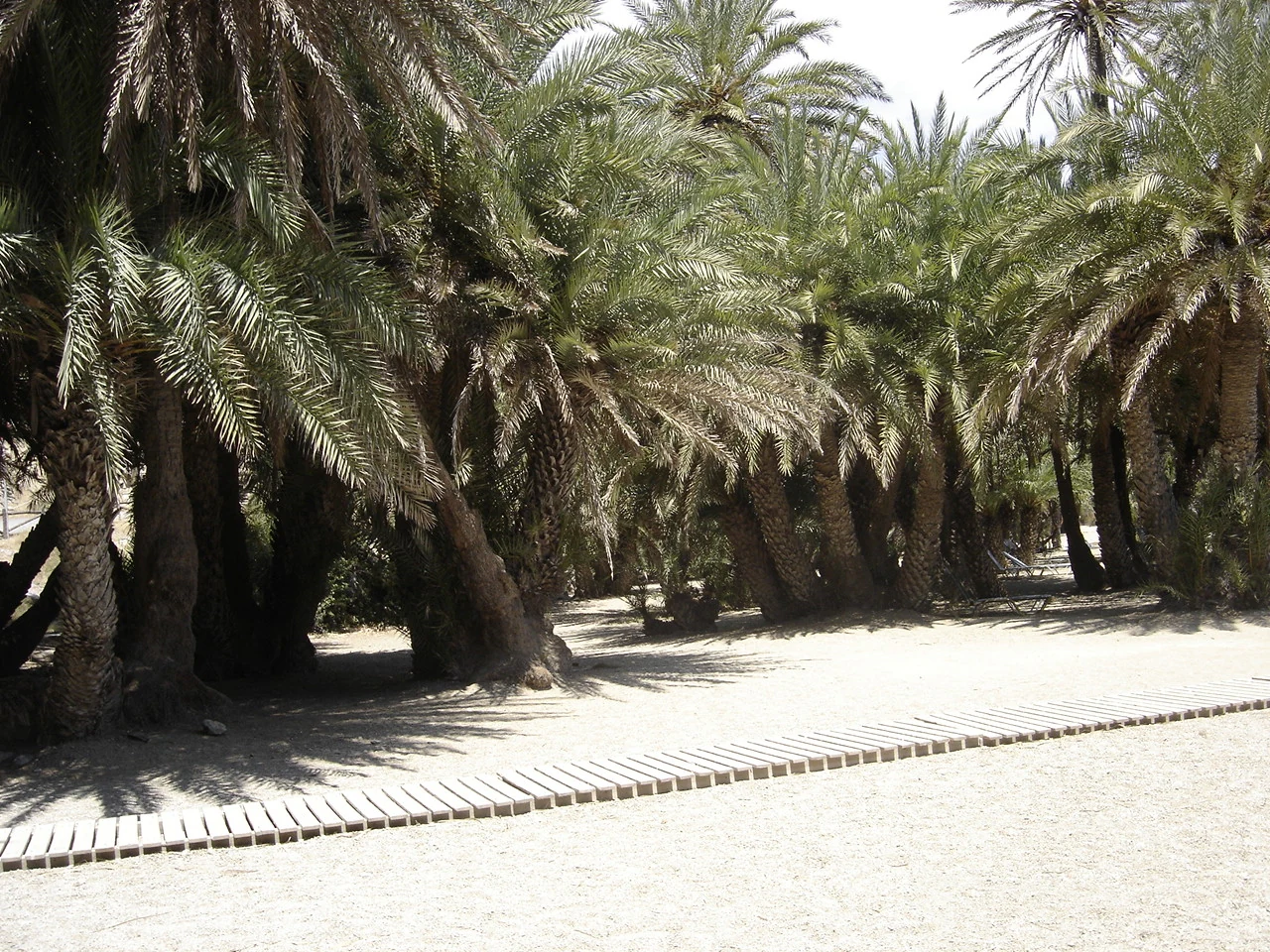 A sandy path with a wooden boardwalk curving through a grove of mature palm trees.