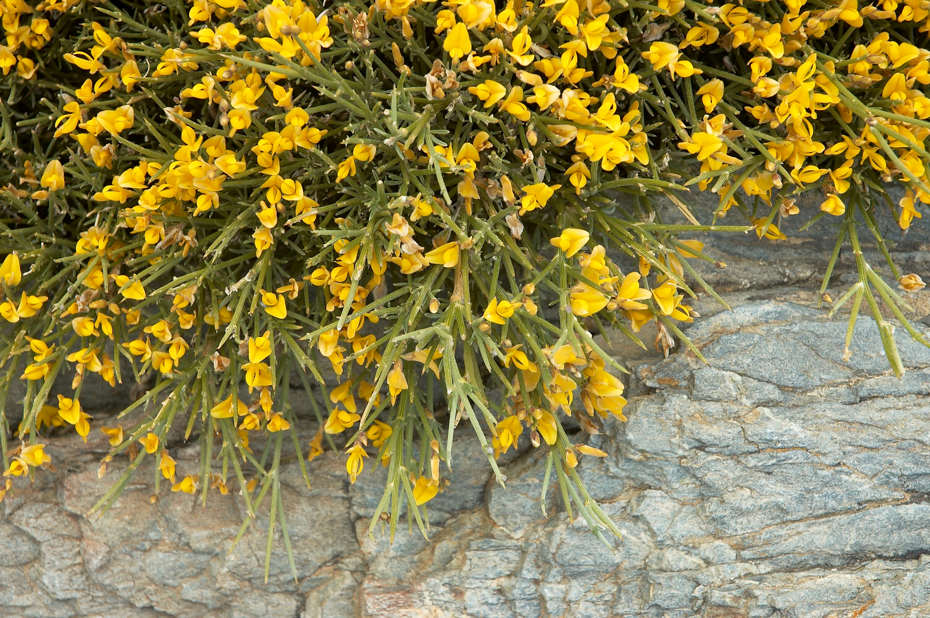 A close-up view of a Genista acanthoclada shrub with small bright yellow flowers and green, spiny stems growing over a textured gray rock surface.