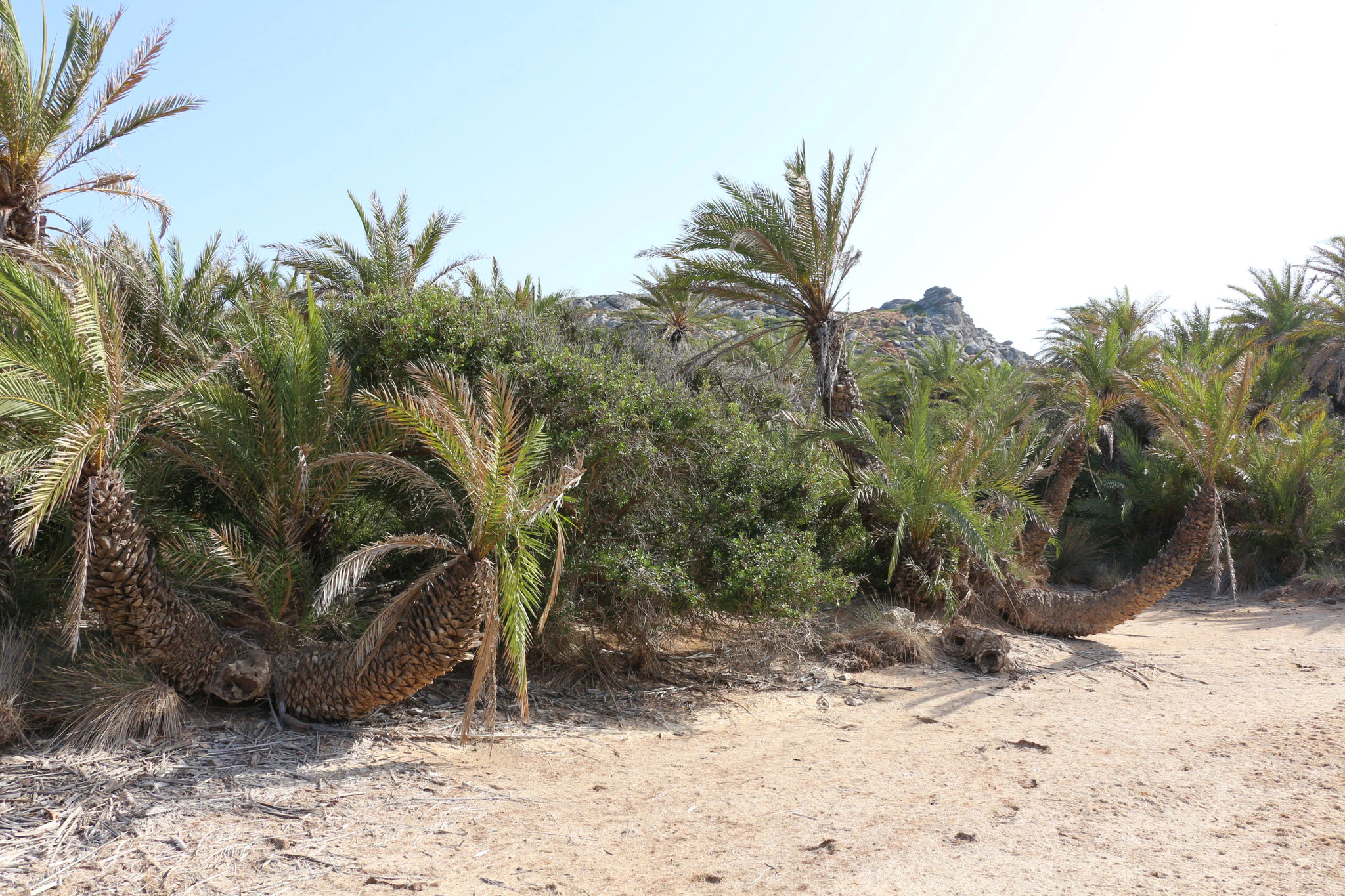 Several palm trees with curved trunks growing along the edge of a sandy beach in a bright, sunny coastal environment.