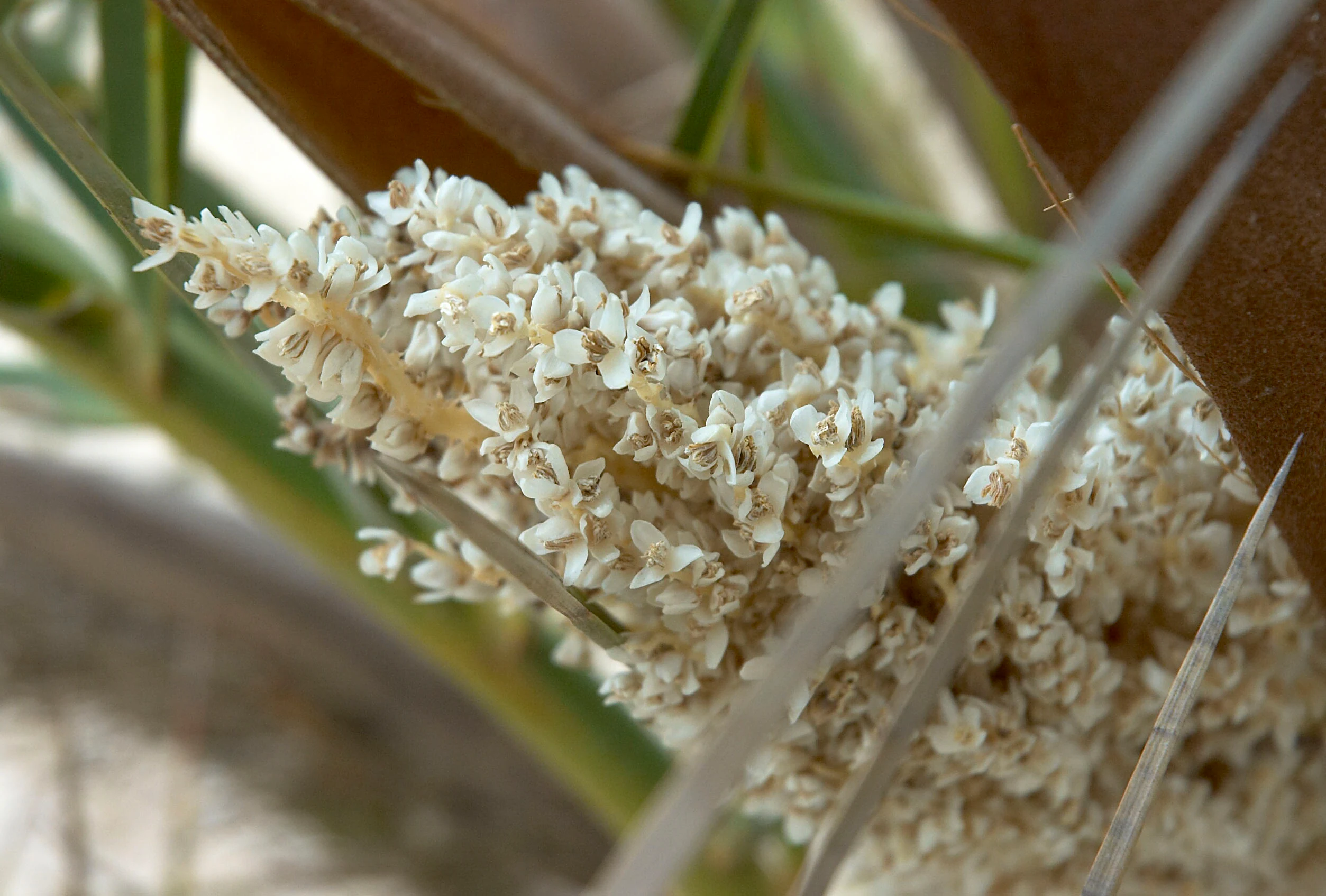 Close-up of creamy white flower clusters blooming on a Cretan date palm tree.