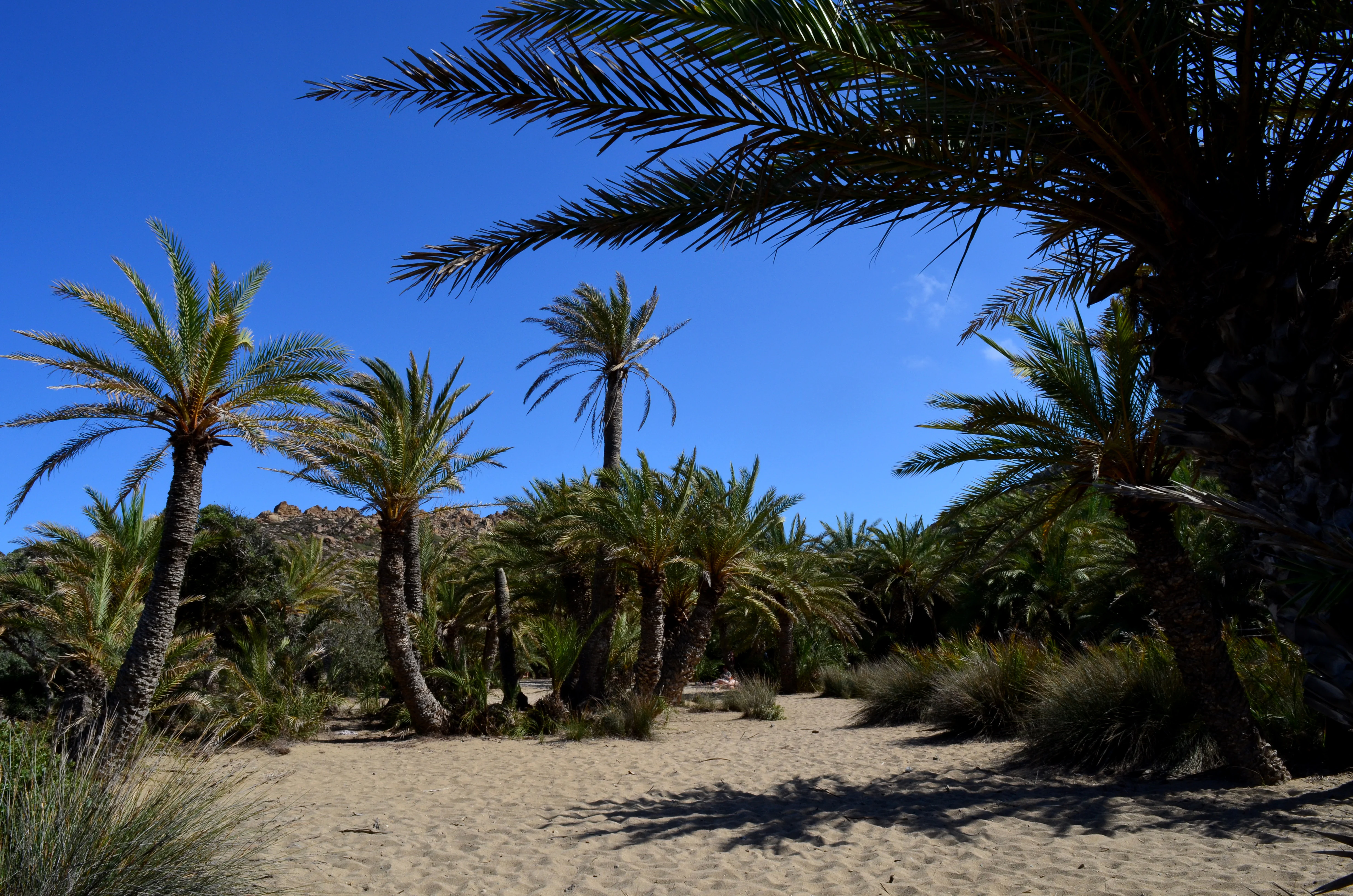 A wide angle view of a palm forest on a sandy floor under a bright blue sky.