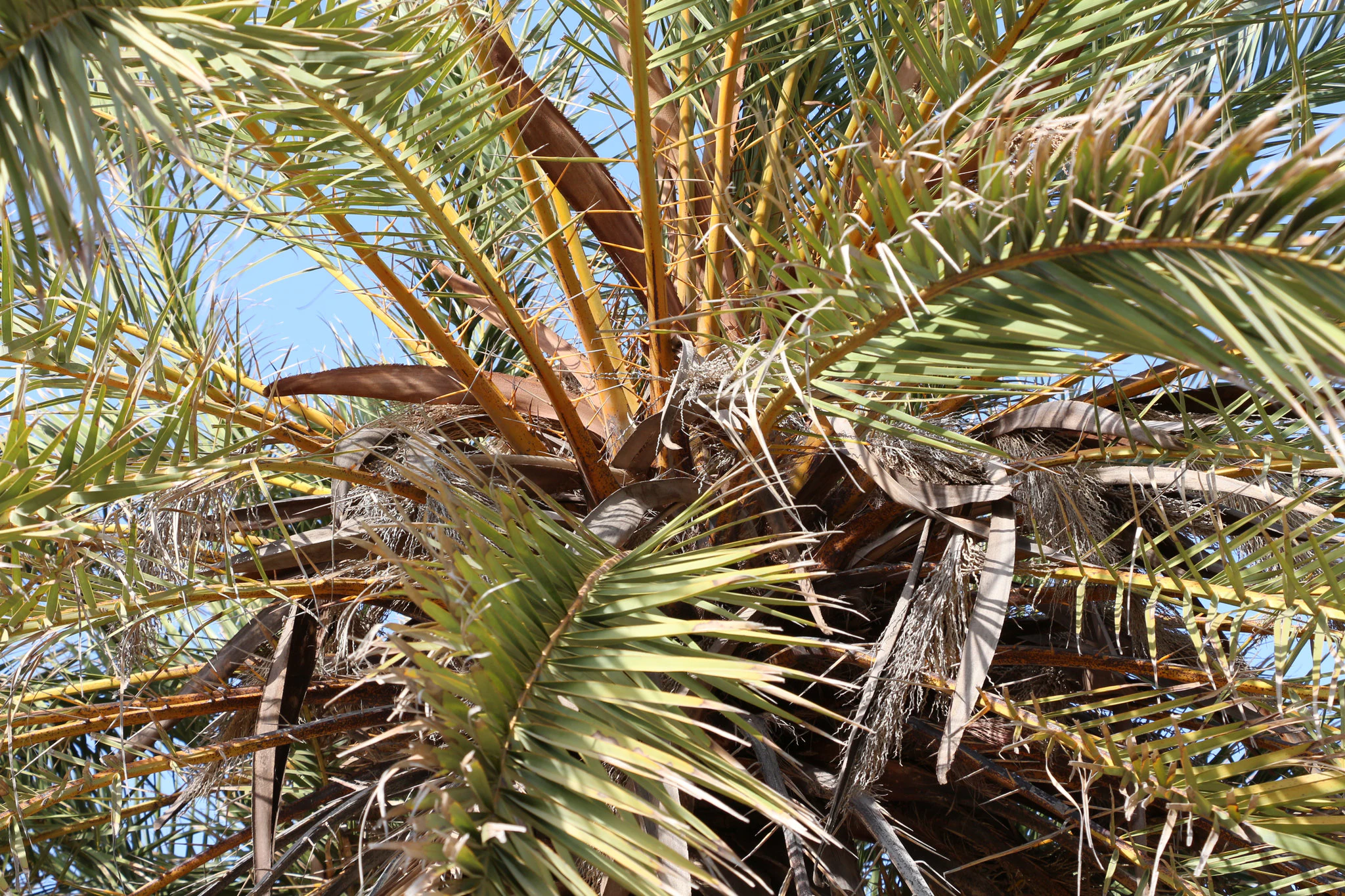 A close up upward view into the canopy of a palm tree, showcasing long green and yellowing fronds against a blue sky.