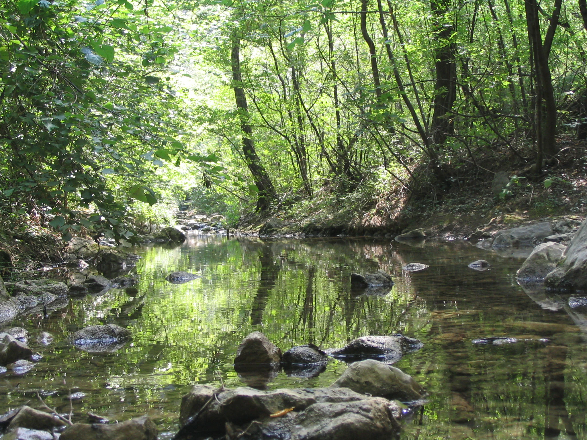 A calm, shallow stream with rocky banks surrounded by a lush green forest, reflecting the trees on its surface.