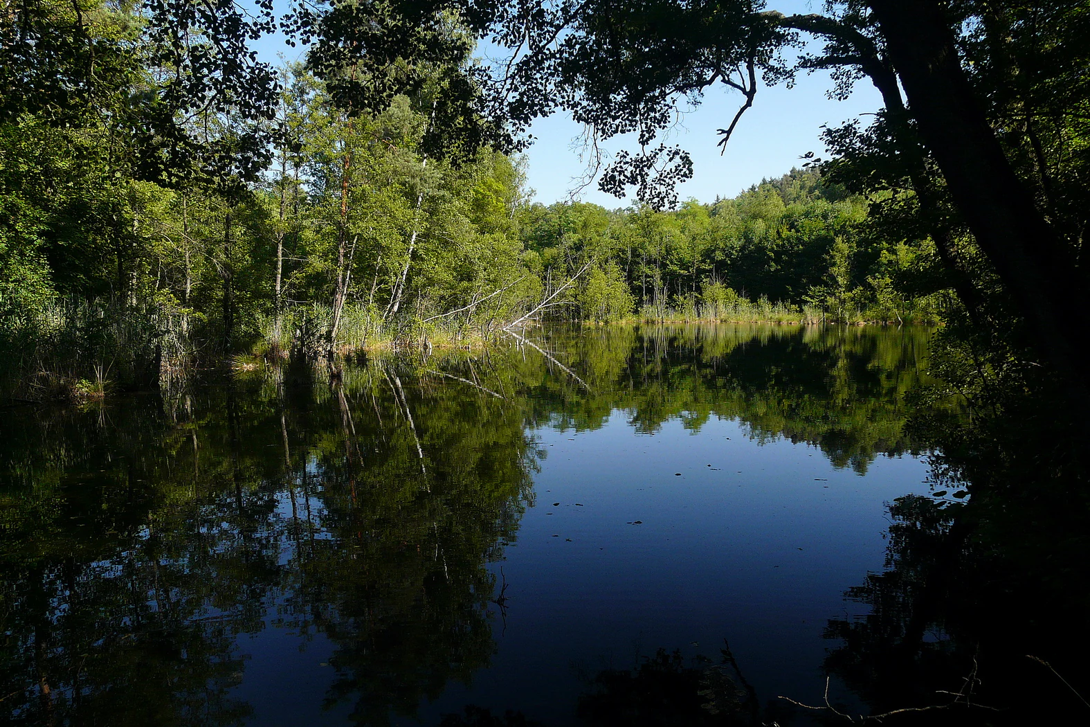 A reflective pond surrounded by lush forest trees, with the foliage casting deep shadows over the water surface.