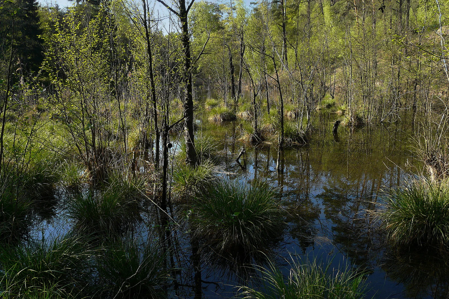 A small, calm pond nestled within a dense forest wetland with tall grasses, marsh vegetation, and slender trees rising directly from the water.