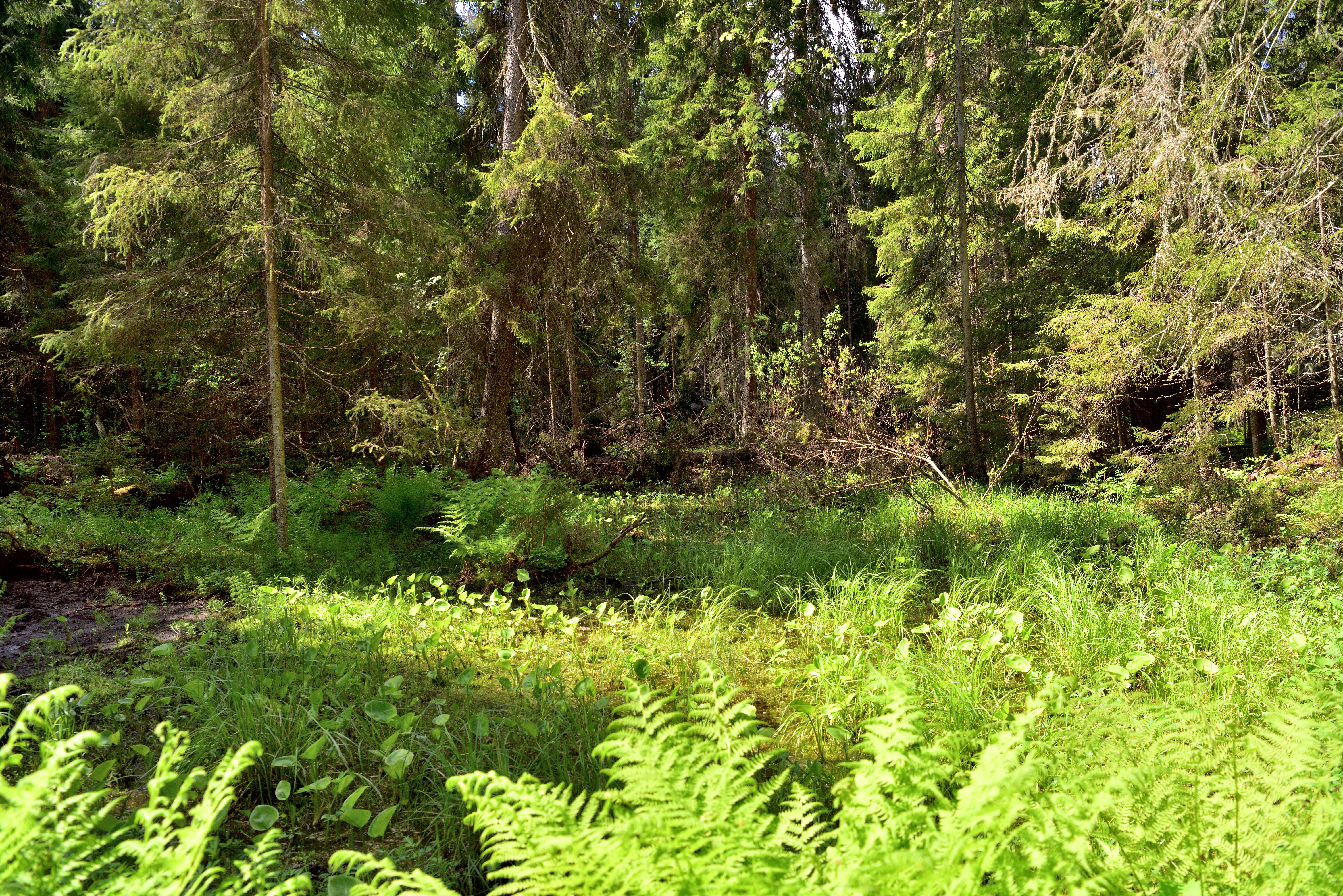 A sunlit, dense forest floor covered in ferns and lush green vegetation, with tall coniferous trees in the background.