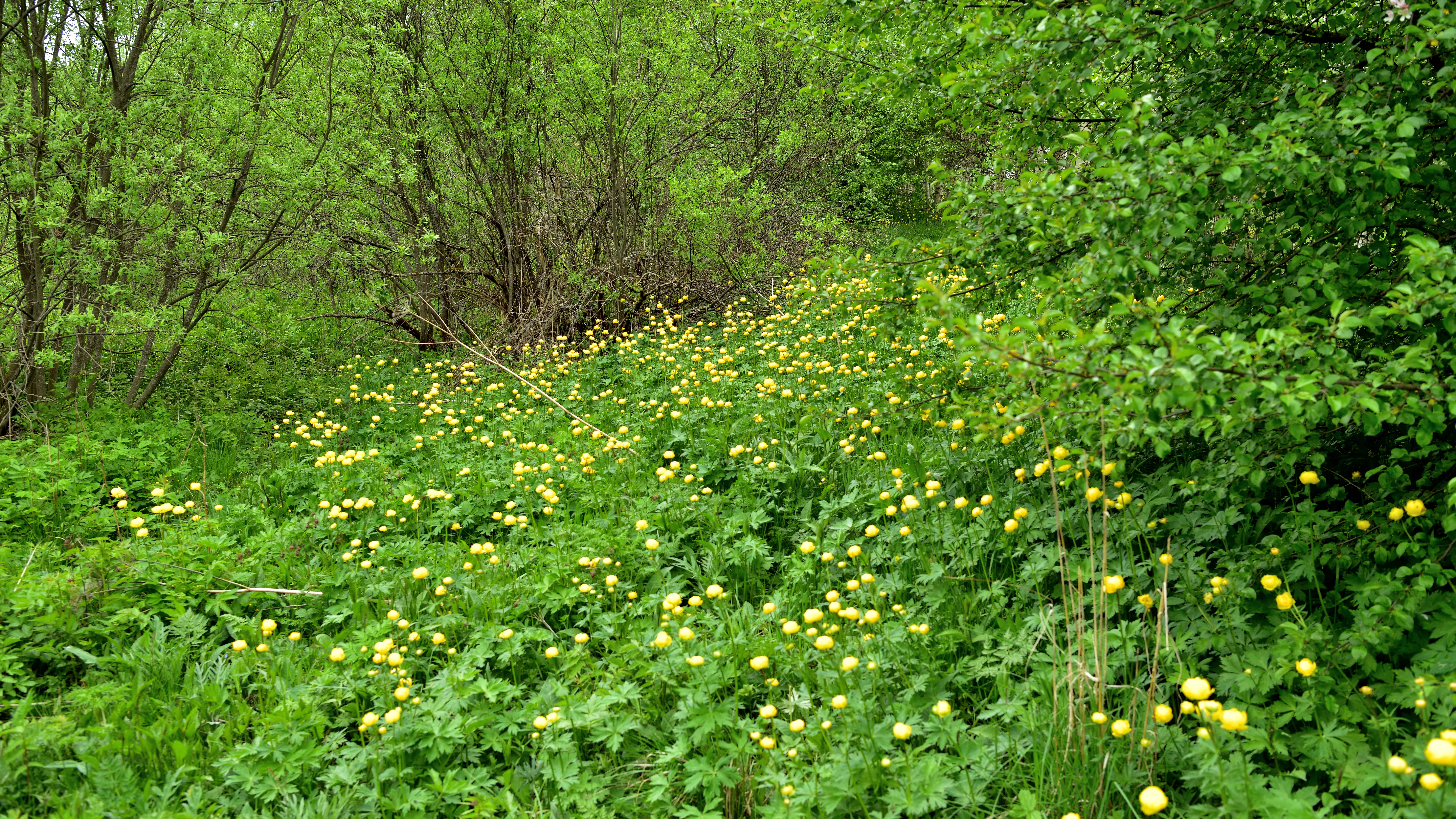 A dense patch of yellow globe-like flowers growing in a grassy meadow surrounded by green trees and shrubs.