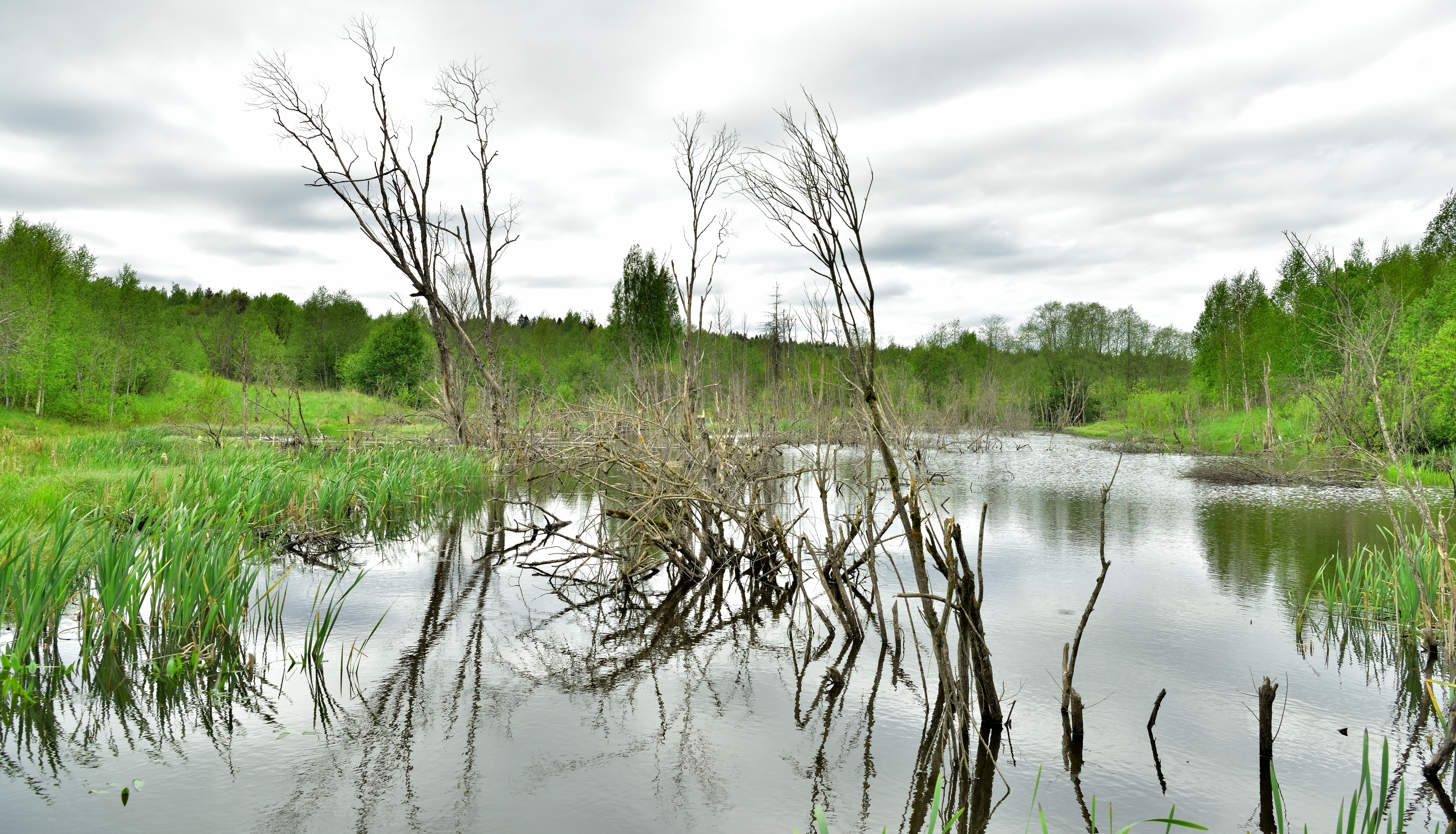 A calm wetland area in Valday National Park featuring dead, leafless trees standing in shallow water, surrounded by lush green grasses and a background of dense forest under a cloudy sky.