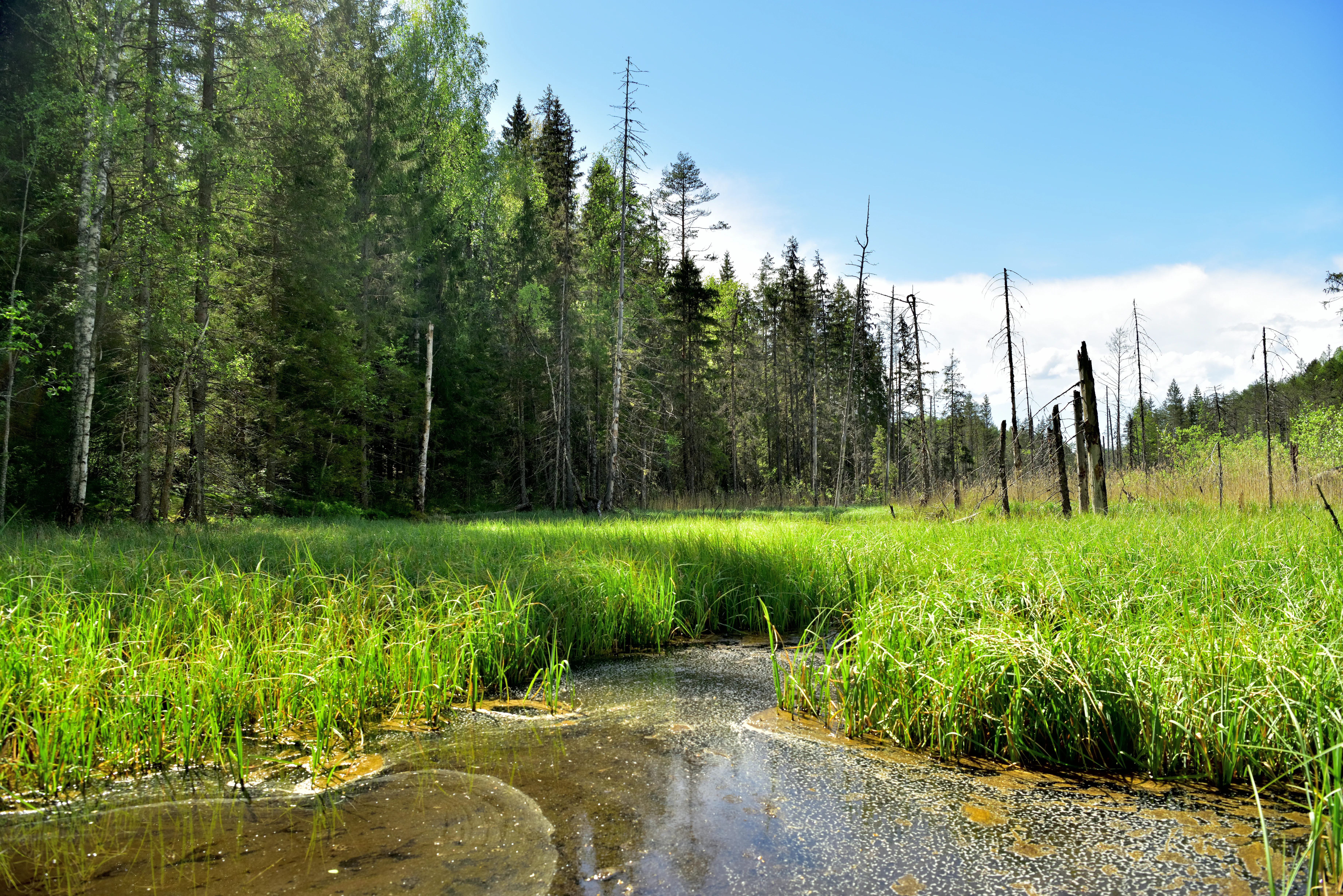 A small stream winds through a lush, grassy marsh with a dense mixed forest in the background under a blue sky.