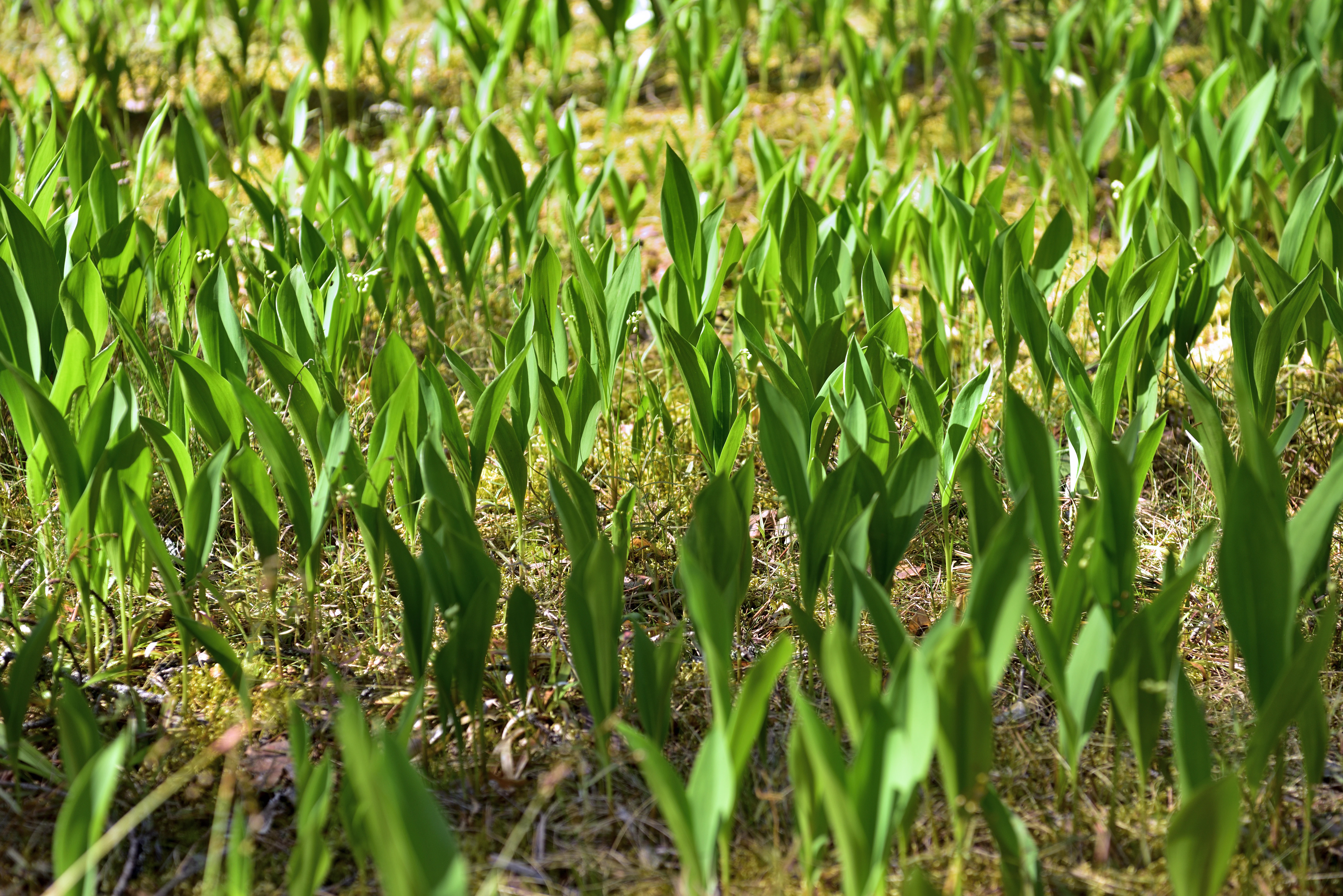 A carpet of bright green lily of the valley sprouts emerging from the brown soil of a forest floor.