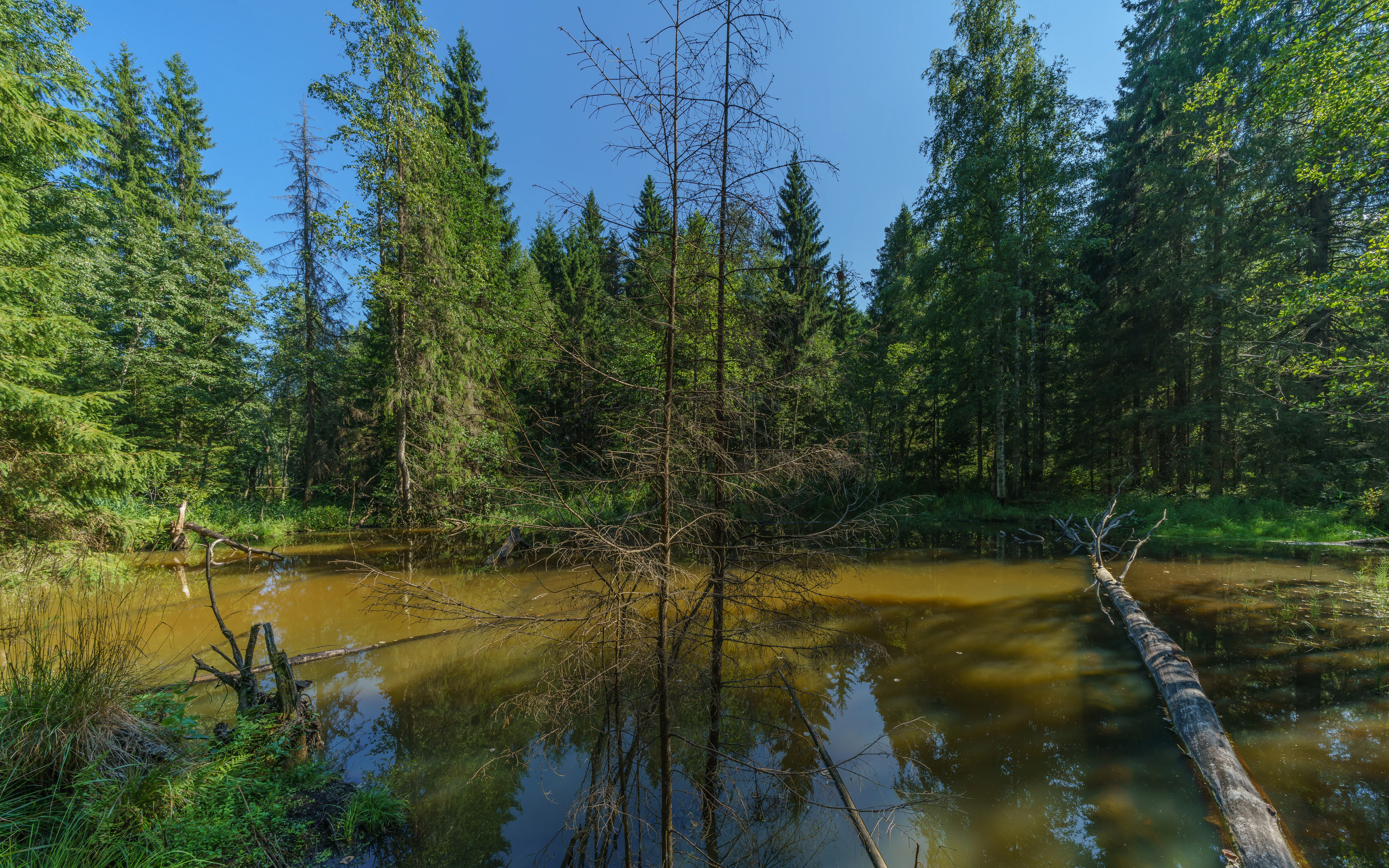 A calm, brownish pond surrounded by dense coniferous and deciduous forest in Valday National Park under a bright blue sky.