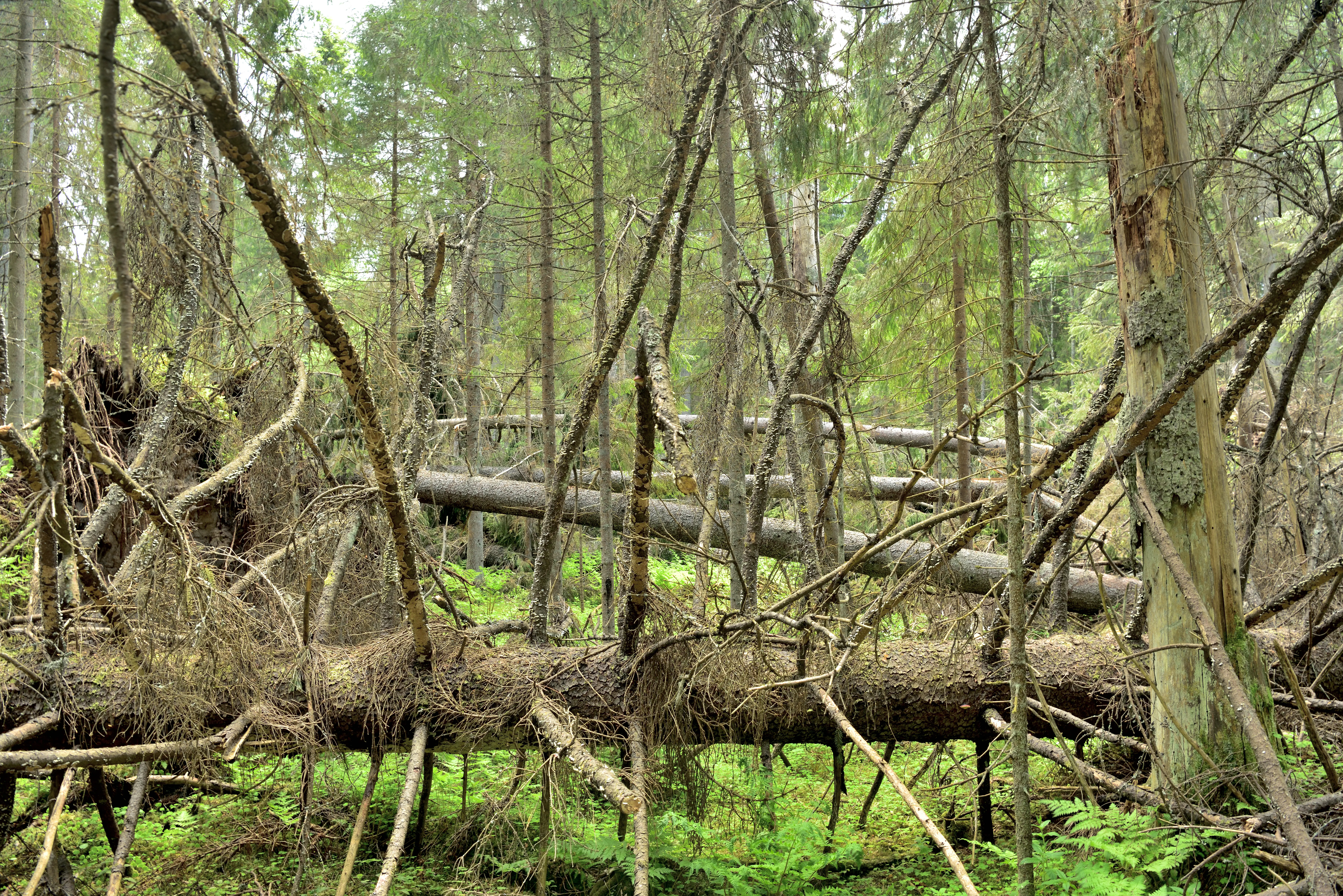 A dense forest interior with multiple fallen, decaying tree trunks lying across the forest floor surrounded by ferns and standing trees.