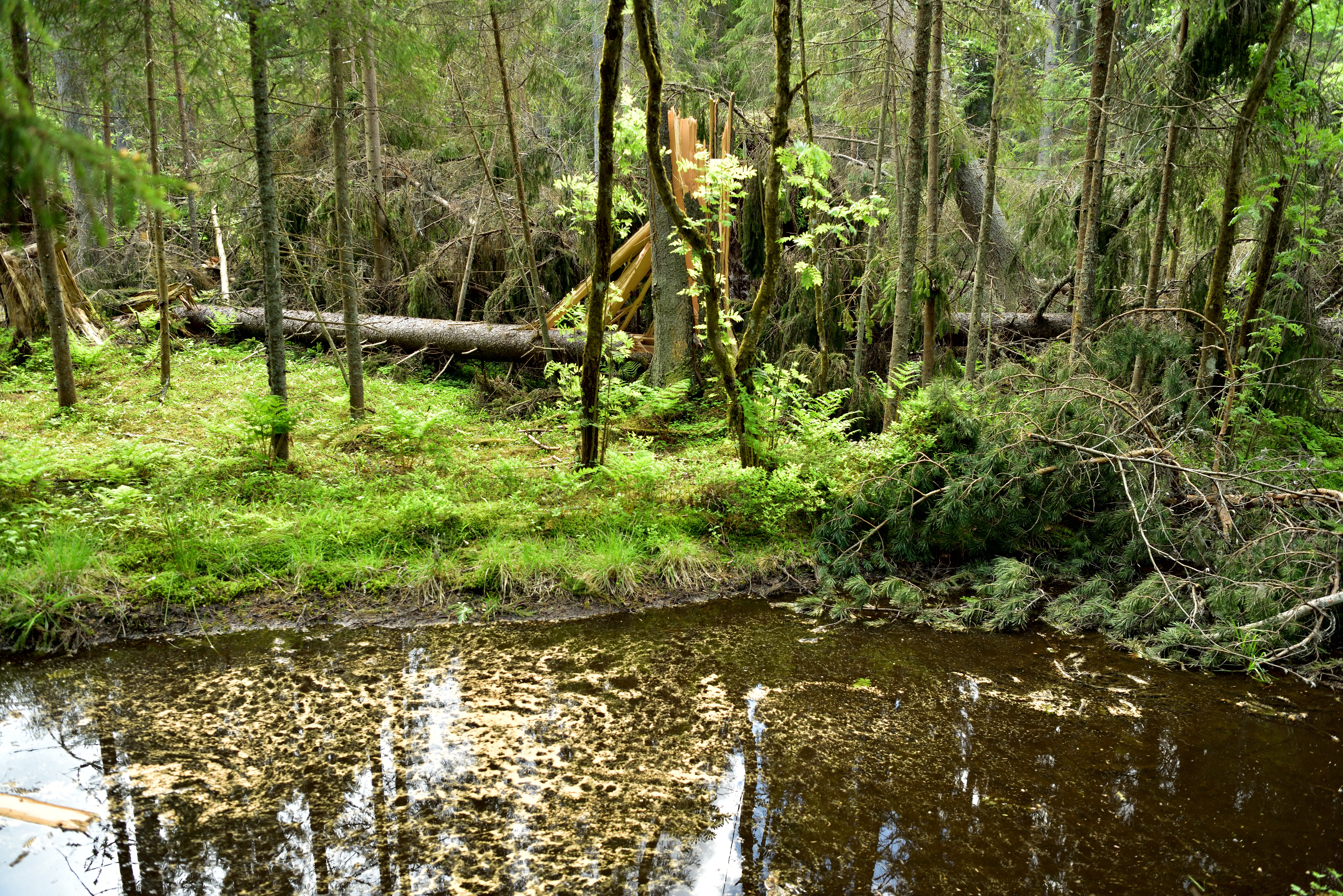 A dense, overgrown forest area featuring fallen trees and a small, dark stream with surface vegetation.