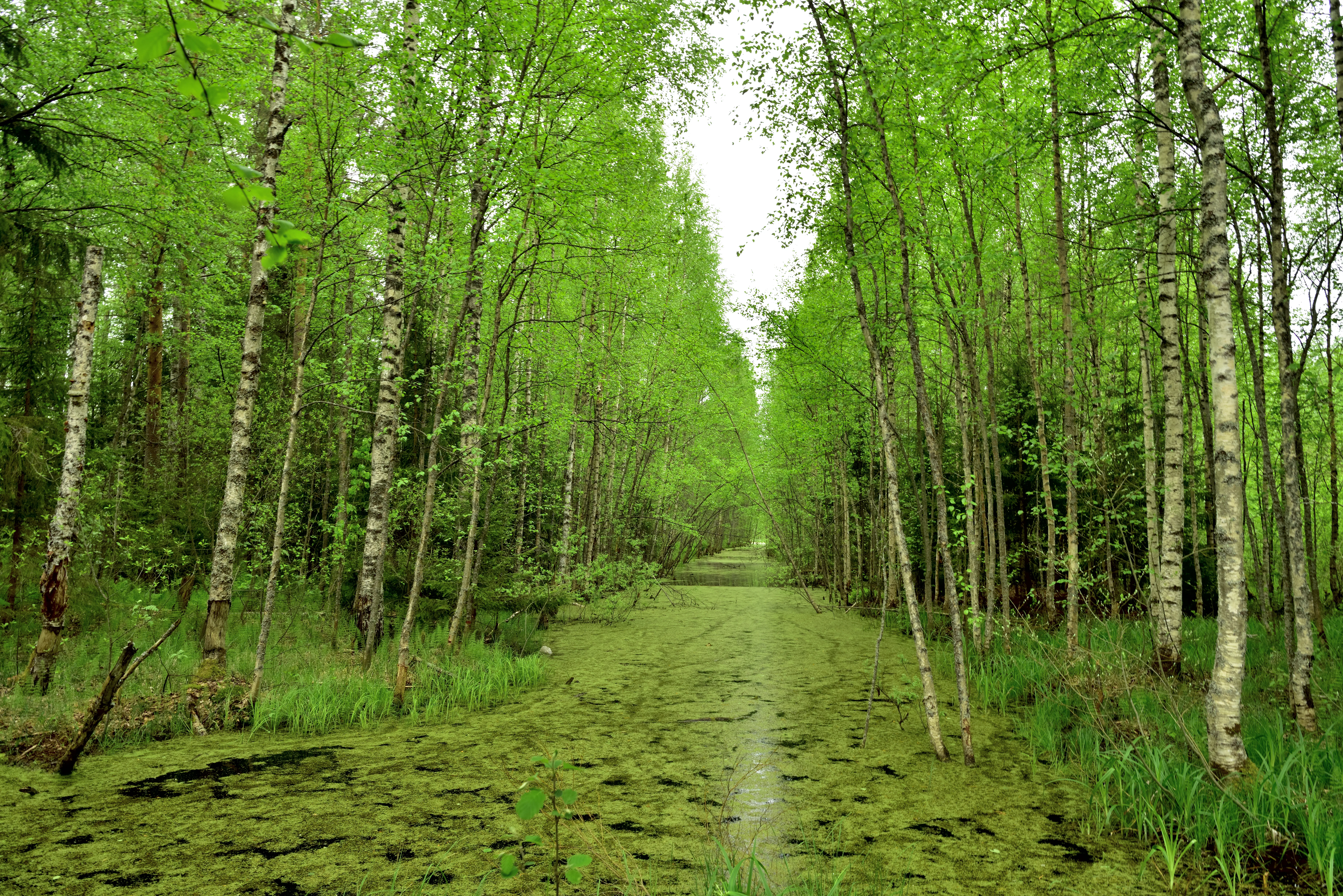 A narrow, straight channel of water covered in green algae stretches into the distance, flanked by rows of slender birch trees in a lush, green forest.