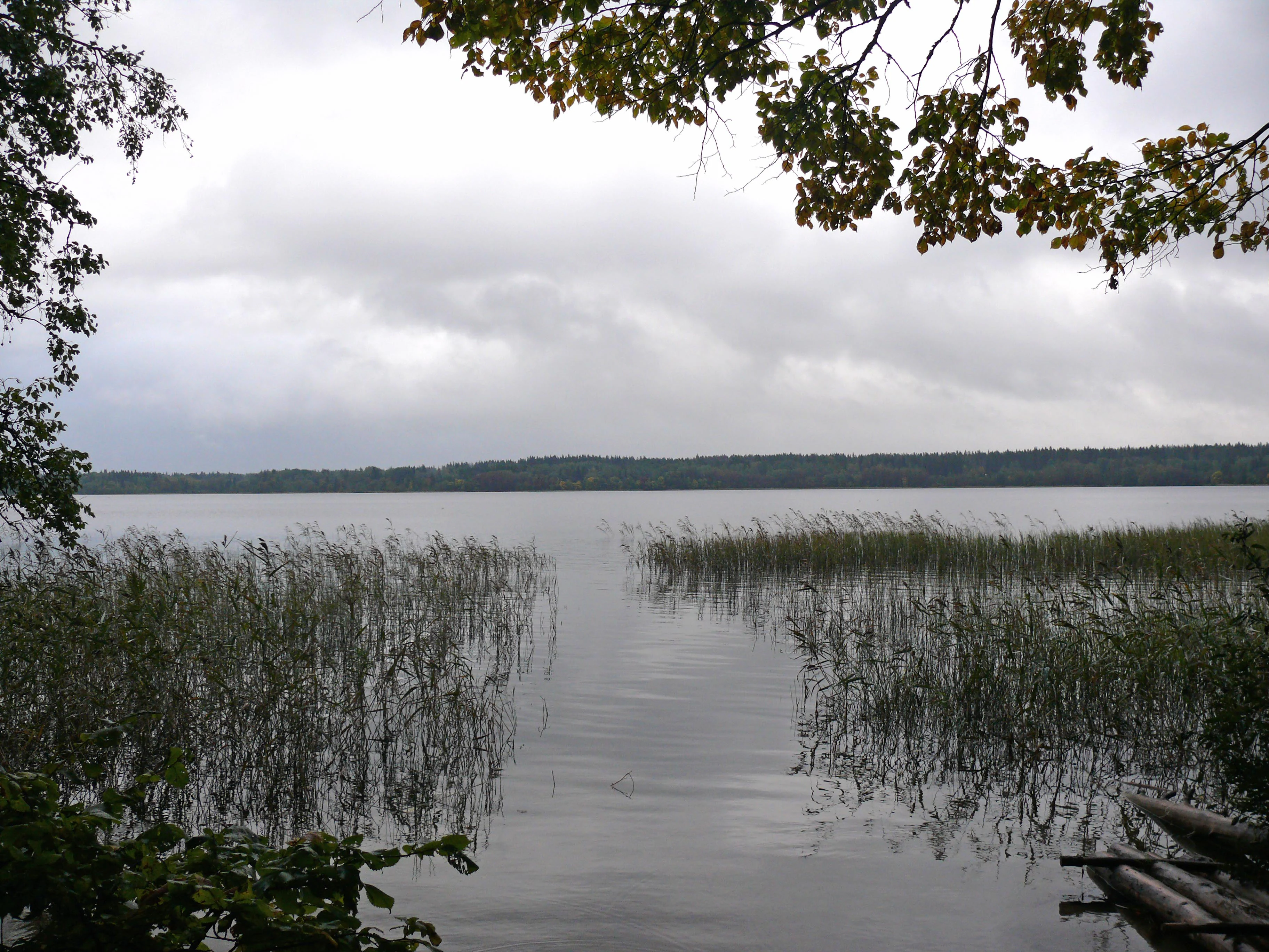 Lake Valdayskoye with reeds in shallow water, overcast sky, and wooden dock structure on the right