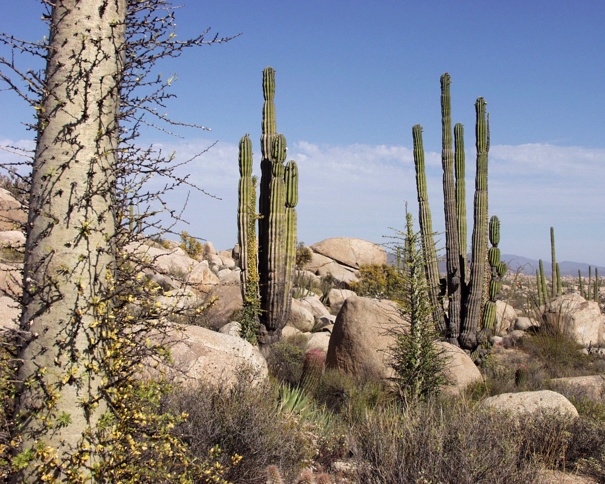 A desert landscape featuring tall columnar cardon cacti and a thick, thorny tree trunk in the foreground, set against a background of large granite boulders and clear blue sky.