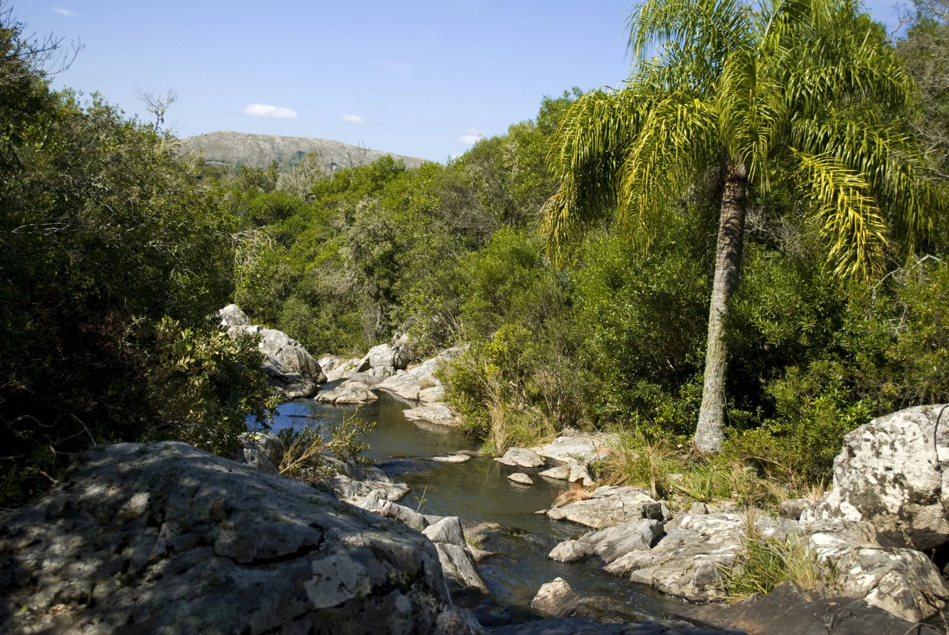 Un pequeño arroyo fluye por un canal rocoso rodeado de frondosos arbustos y árboles, con una única palmera alta en la orilla derecha y colinas onduladas a lo lejos bajo un cielo despejado.