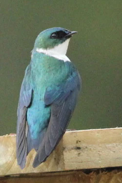Small bird with iridescent blue-green plumage and white throat perched on wooden structure