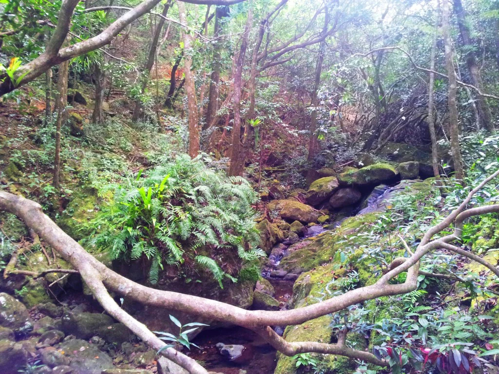 A dense, green forest scene with a small rocky stream flowing through moss-covered boulders and indigenous vegetation.
