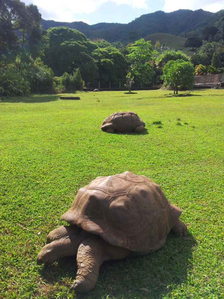 Two large brown Aldabra giant tortoises in the foreground and midground on a green grassy field with a lush forest and mountains in the background.