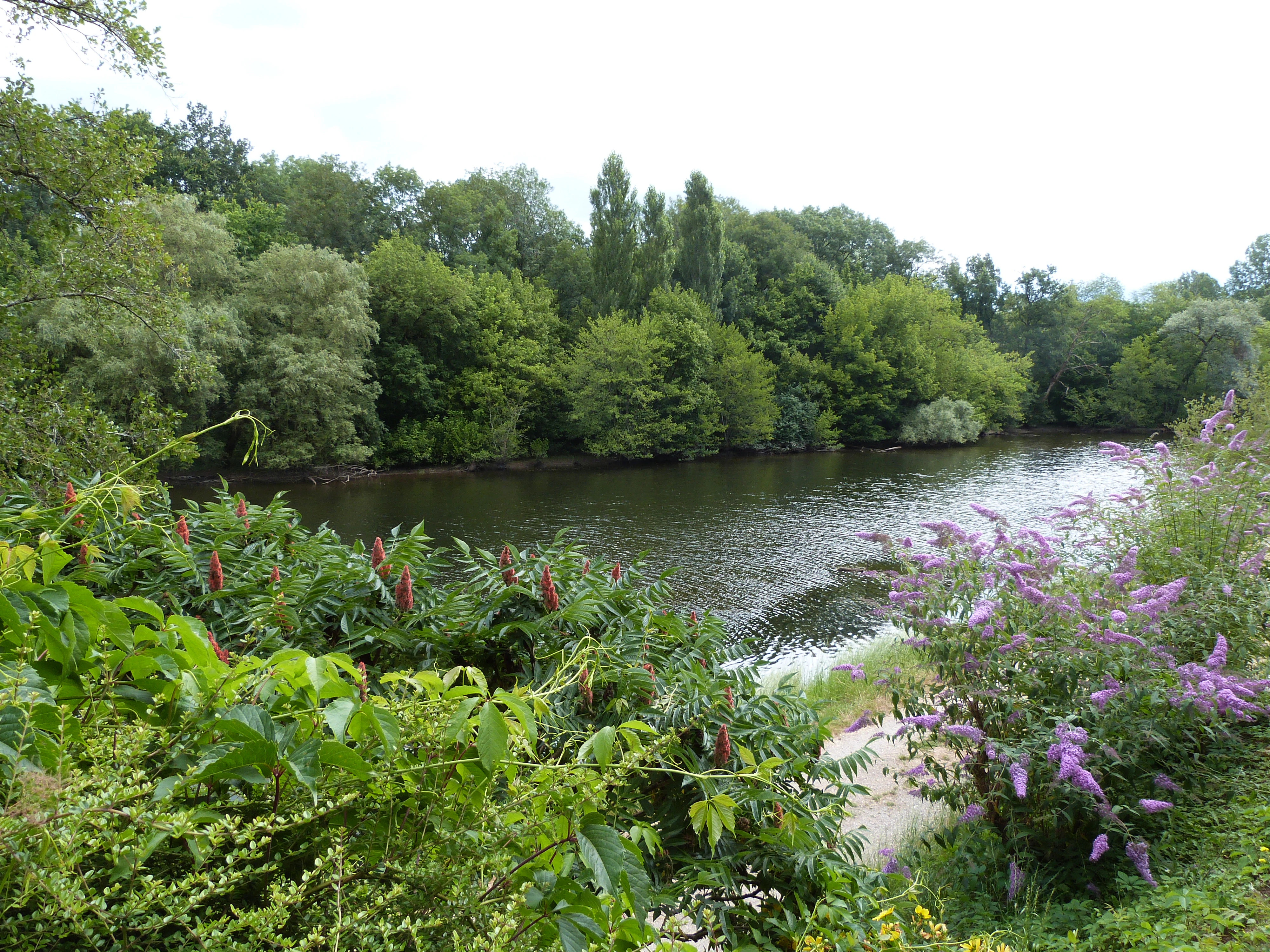 A view of the Dordogne River winding past a dense green forest and blooming vegetation.