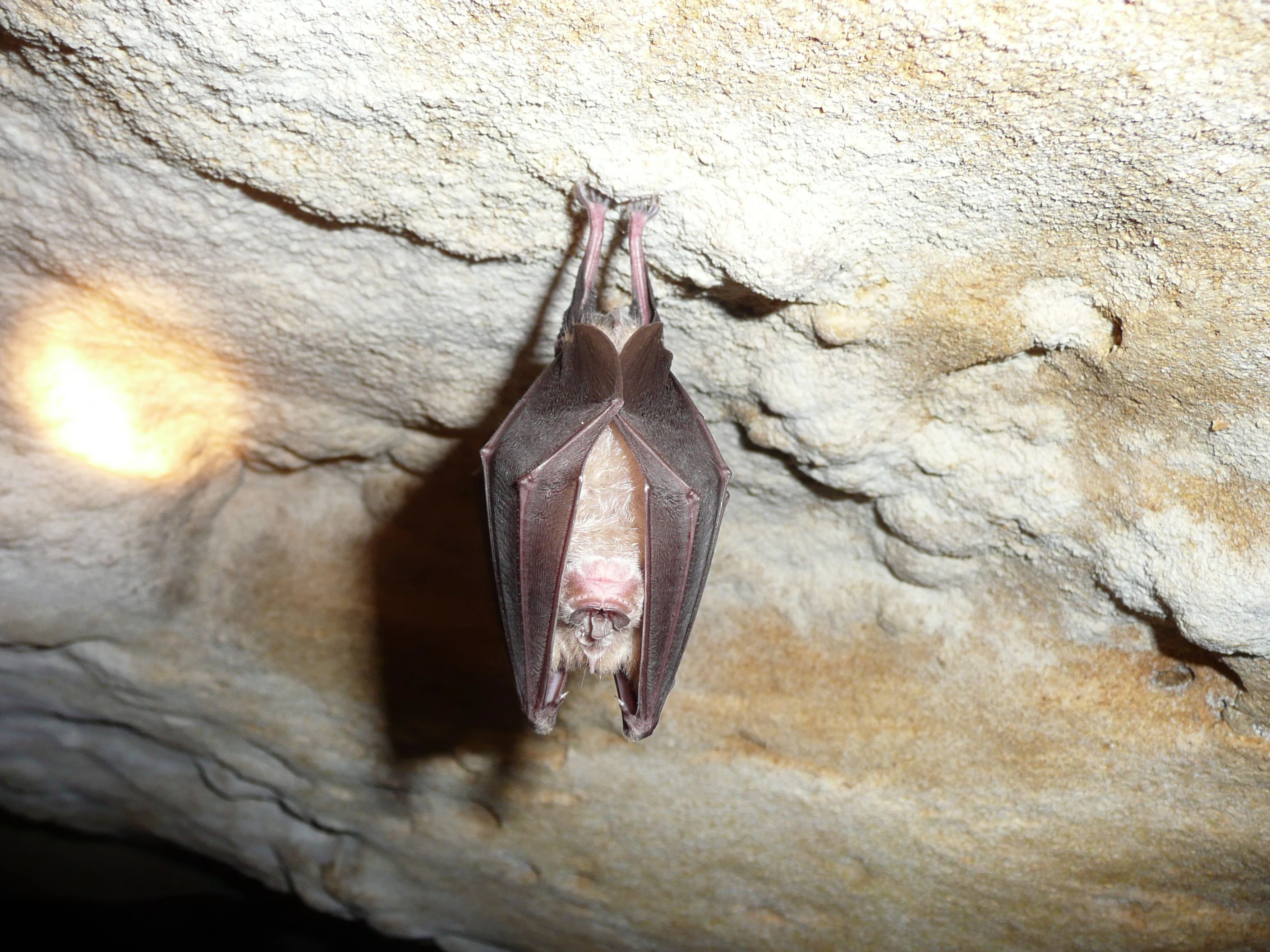 A Greater Horseshoe bat hanging upside down, wrapped in its wings, against a textured limestone cave ceiling.