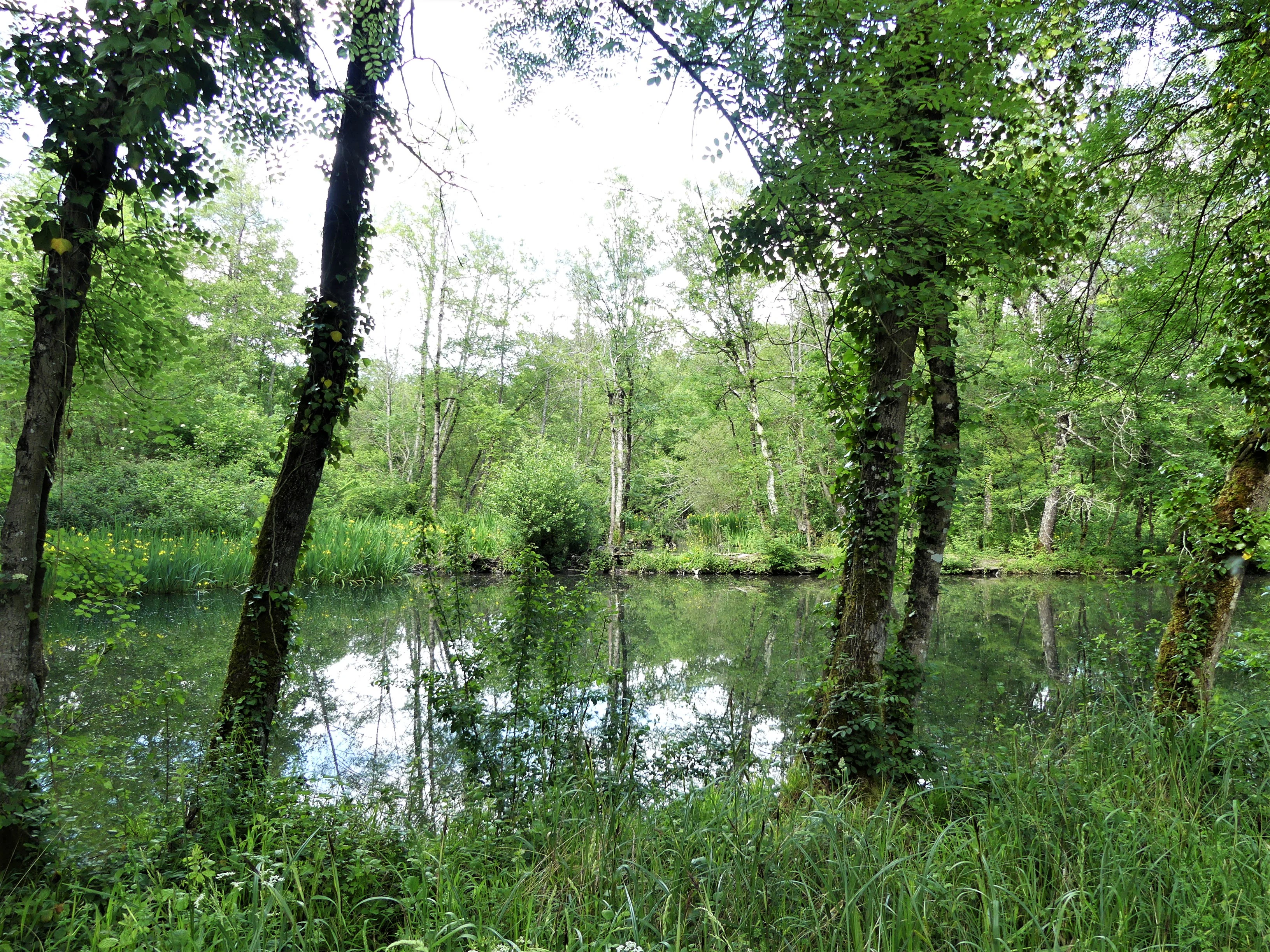 A calm, reflective pond surrounded by dense green deciduous forest and wetland vegetation.