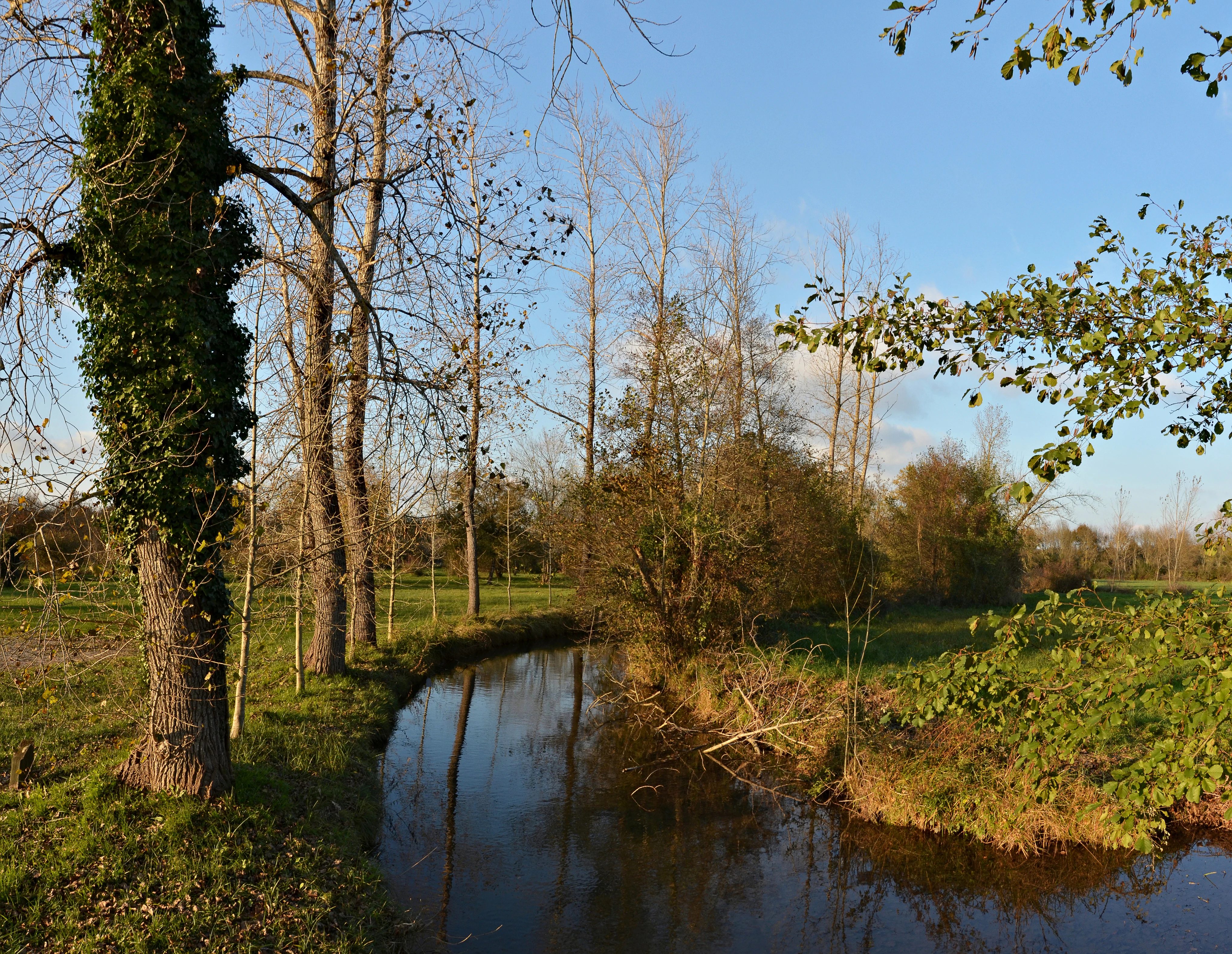 A small, calm river flows through a grassy meadow bordered by tall trees with some ivy-covered trunks.