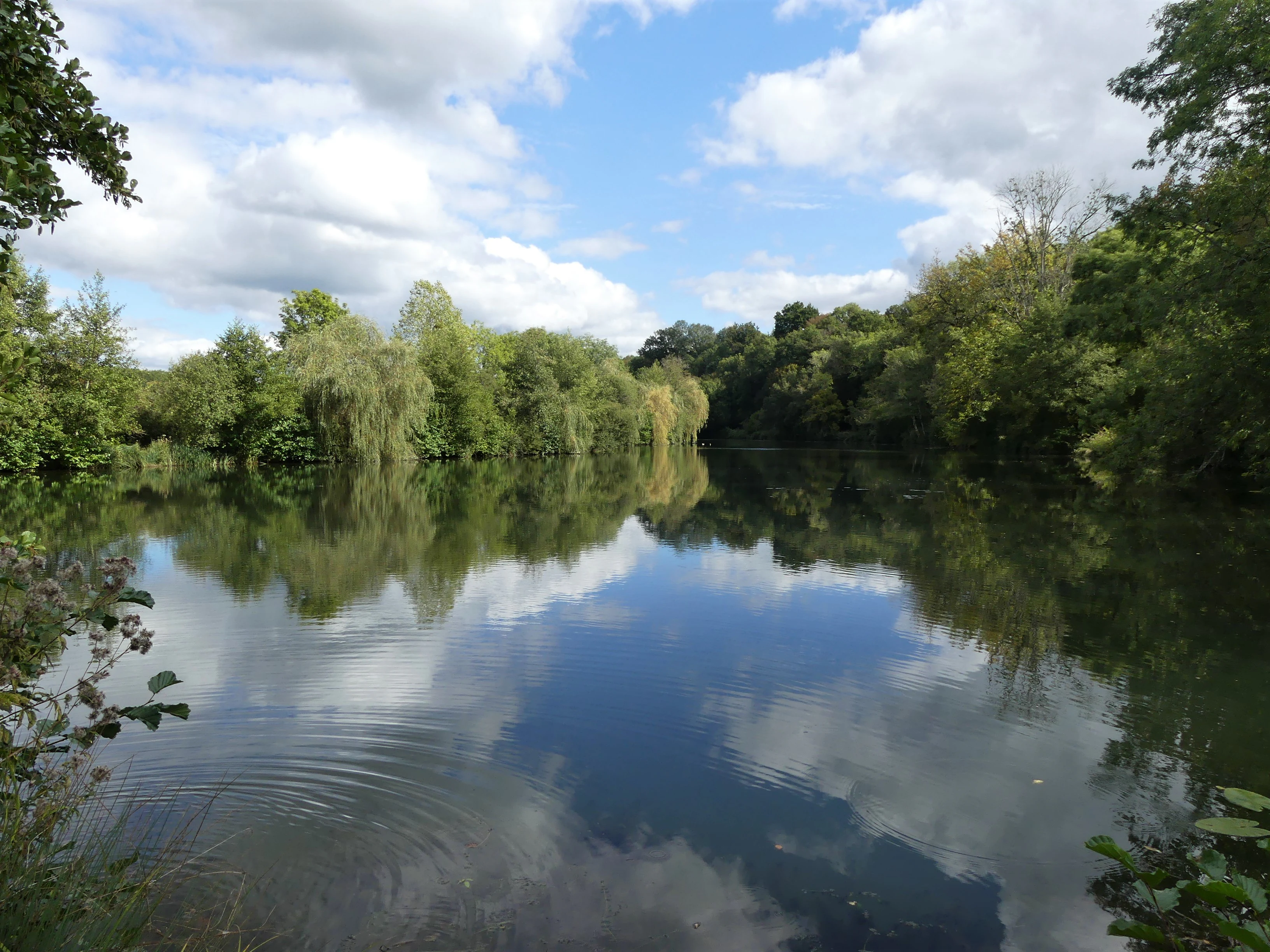 A calm, reflective pond surrounded by lush green trees and vegetation under a sky with scattered white clouds.