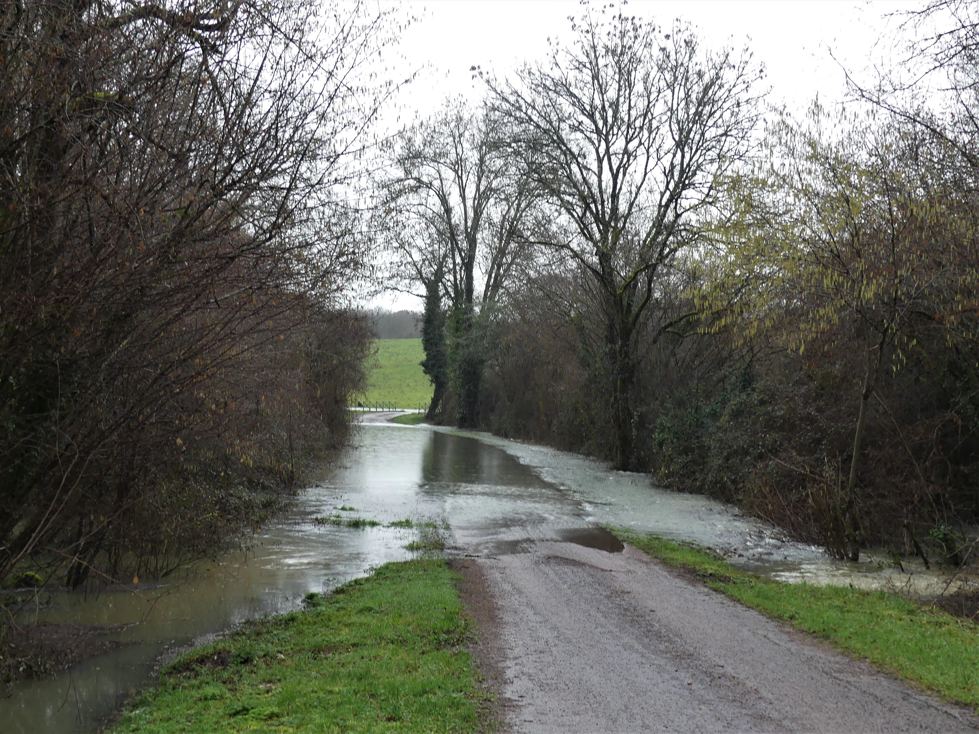 A narrow rural road is flooded by the Nizonne River, with water covering the pavement between dense tree-lined banks.