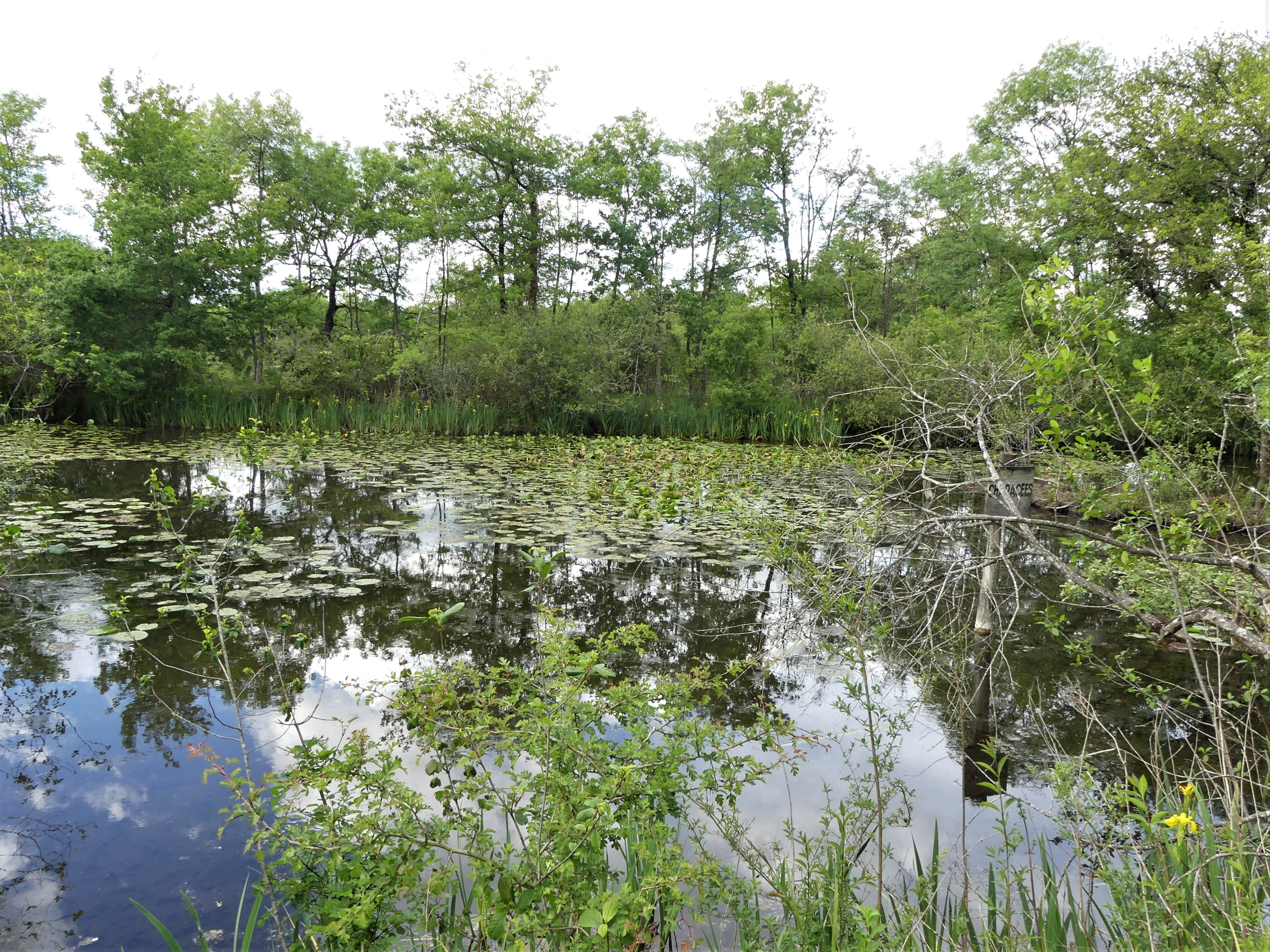 A calm, reflective pond covered in lily pads, framed by dense green trees and marsh vegetation in a wetland environment.