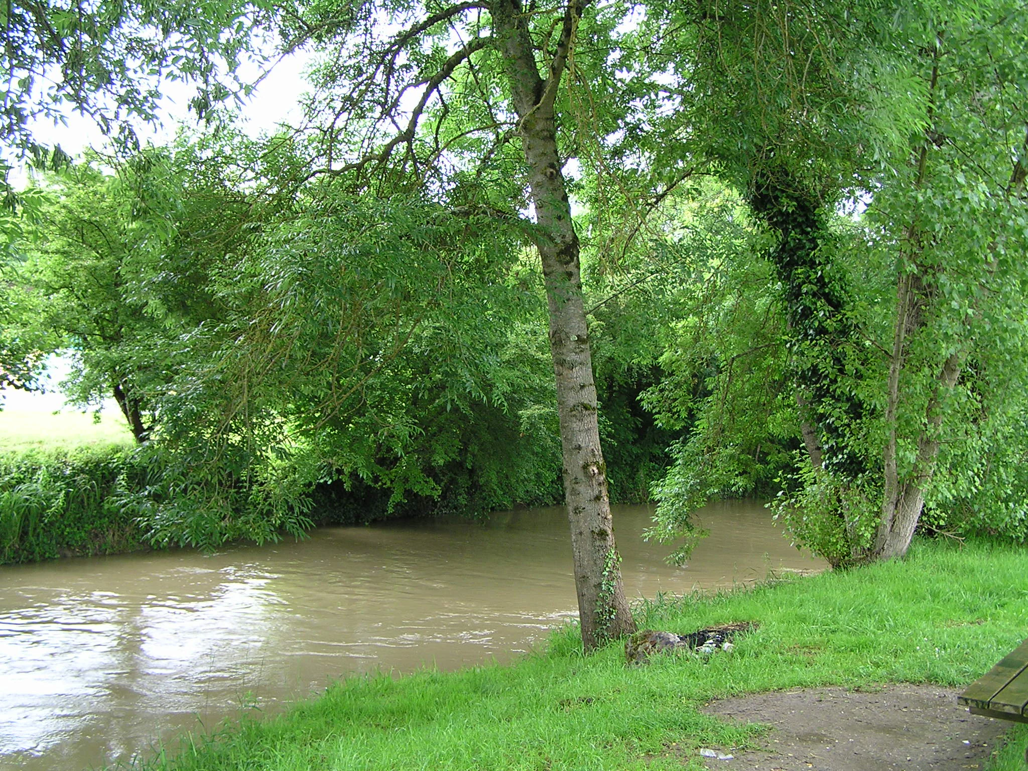 A view of a brown river flowing through a forested riverbank with green trees and grassy terrain.