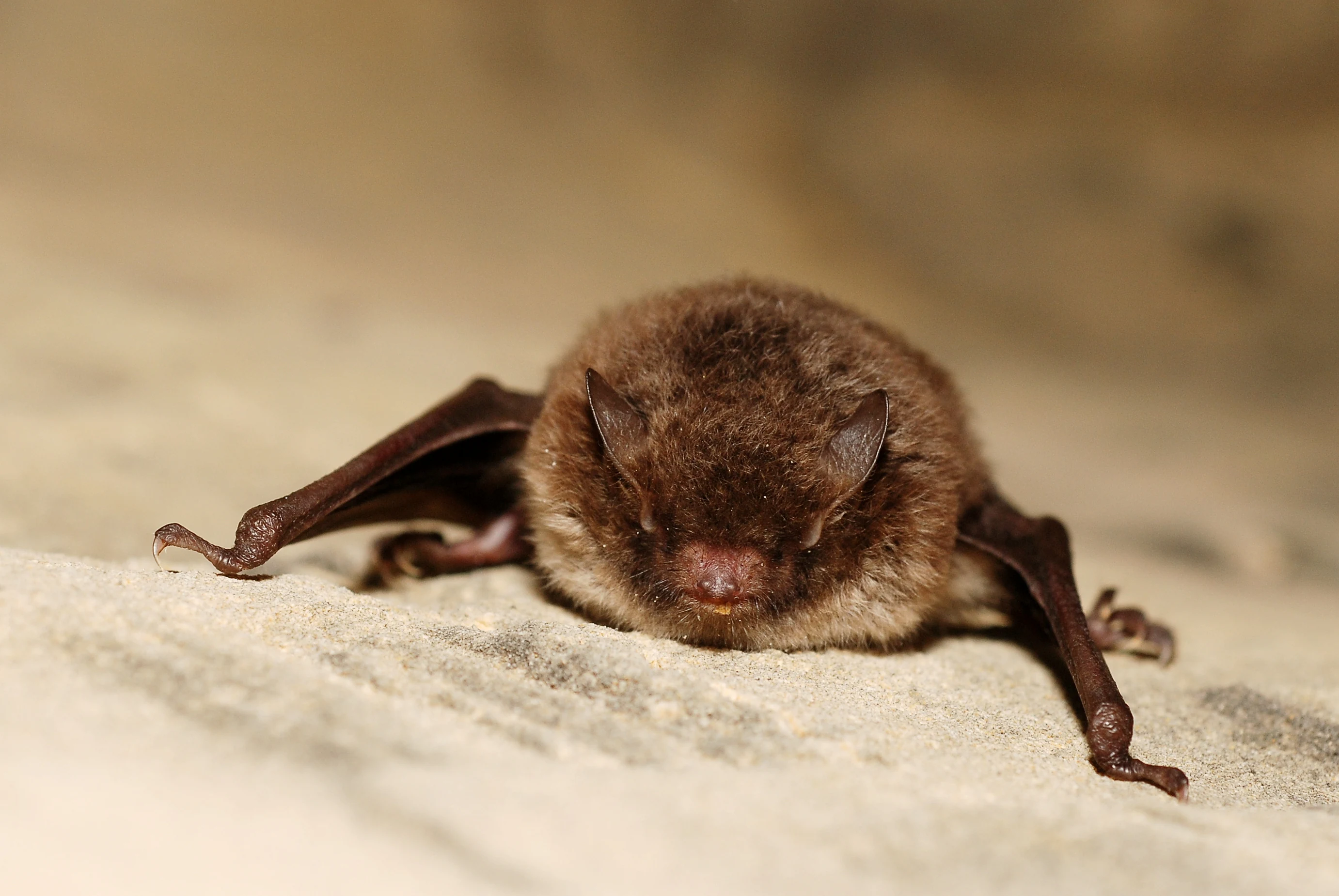 A small brown bat with fur and folded wings resting on a light-colored, textured stone surface.