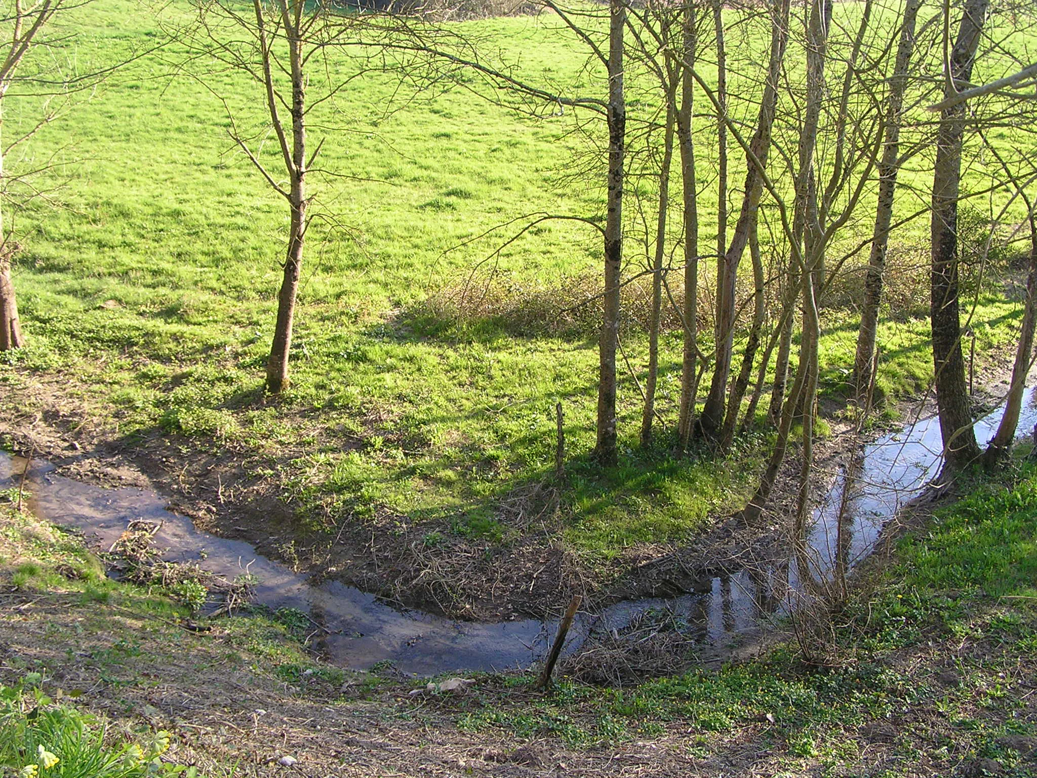 A small, narrow stream winds through a grassy meadow bordered by thin, bare deciduous trees at the source of the Antenne river.