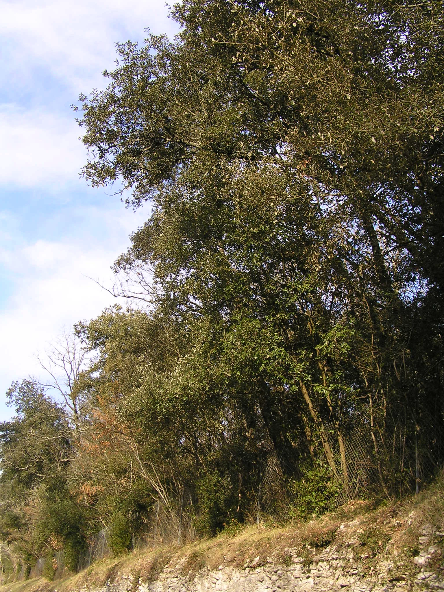 A group of evergreen holm oak trees growing on a light-colored rocky limestone bank against a partly cloudy blue sky.
