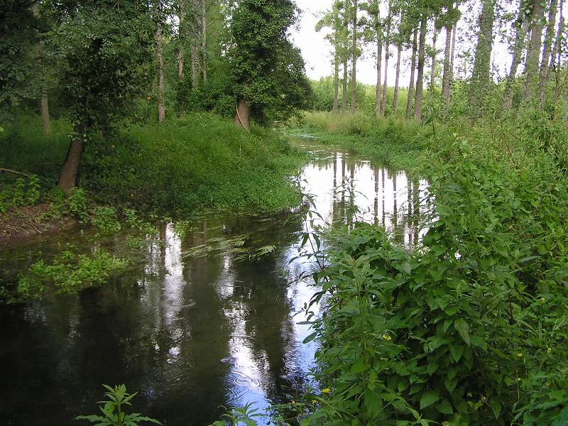 A slow-moving river flows through a dense forest with green trees reflecting on the calm water surface.