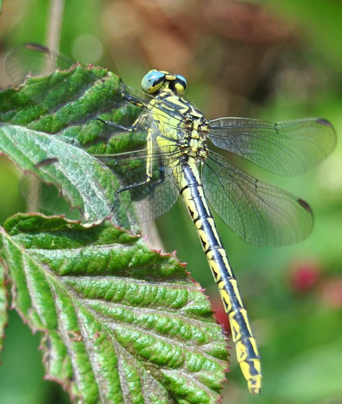 A close-up photograph of a Gomphus graslinii dragonfly with yellow and black striped patterns, resting on a bright green textured leaf.