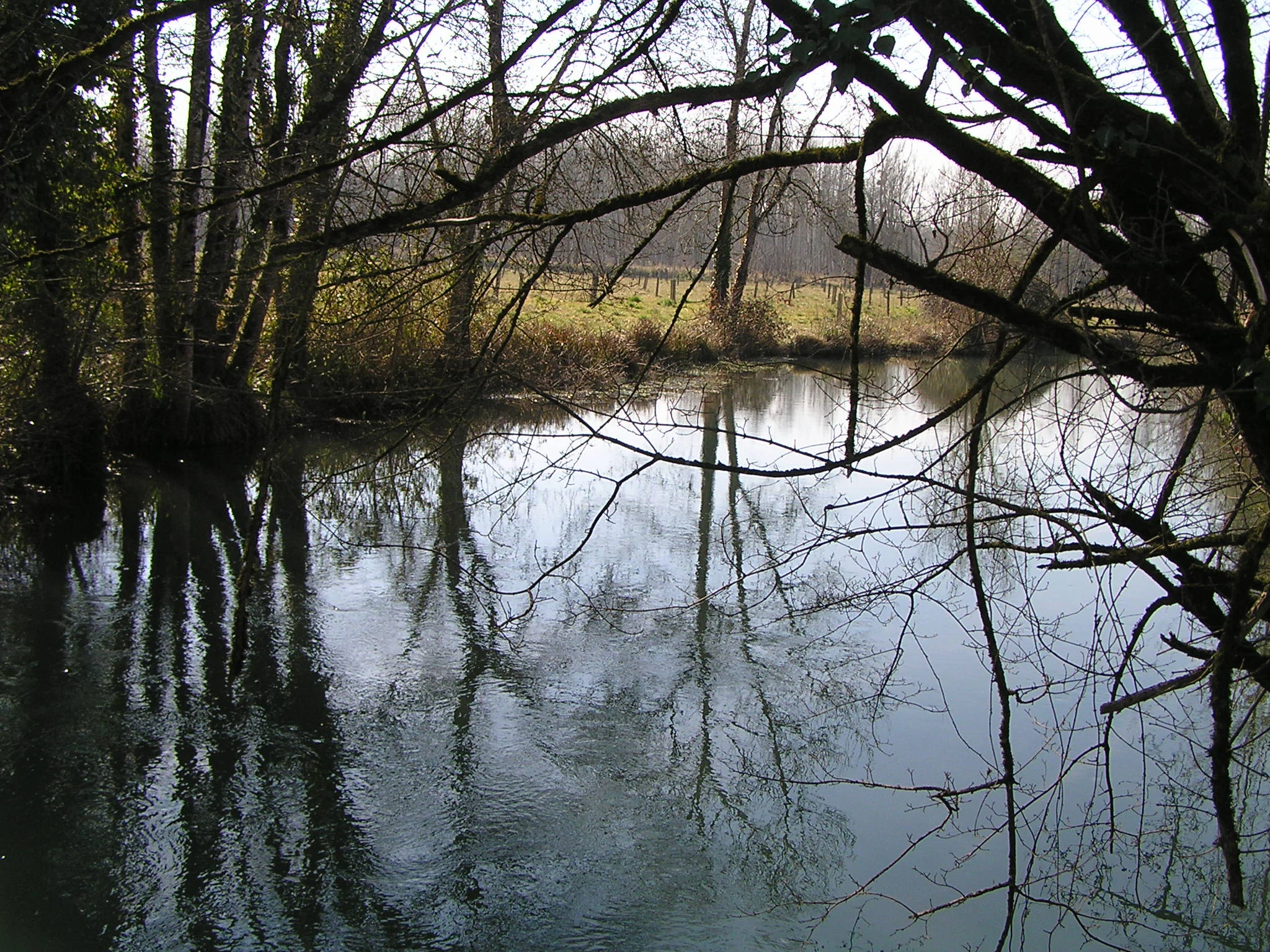 A calm, reflective river surrounded by bare trees during a dormant season, with thin branches framing the foreground.