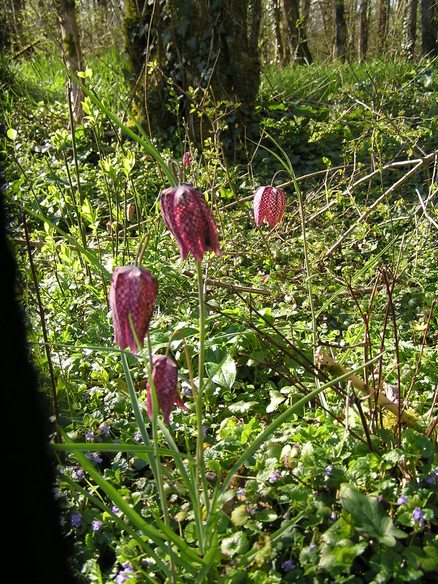 Several purple and white checkered snake's head fritillary flowers growing in a lush, green, sunlit woodland setting.