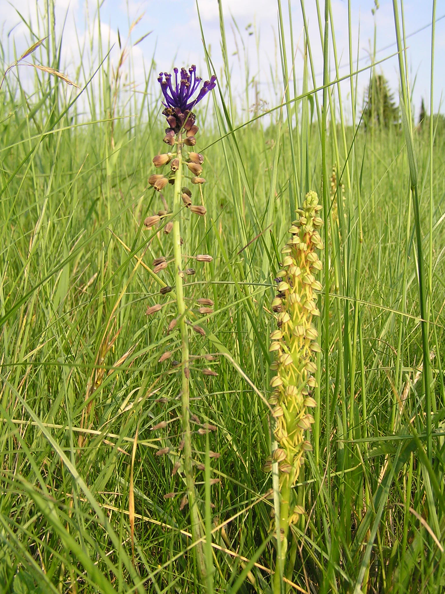 Two slender, tall-stalked wildflowers standing in a field of tall green grass; one has purple-tipped flowers, and the other has yellow-green flowers.