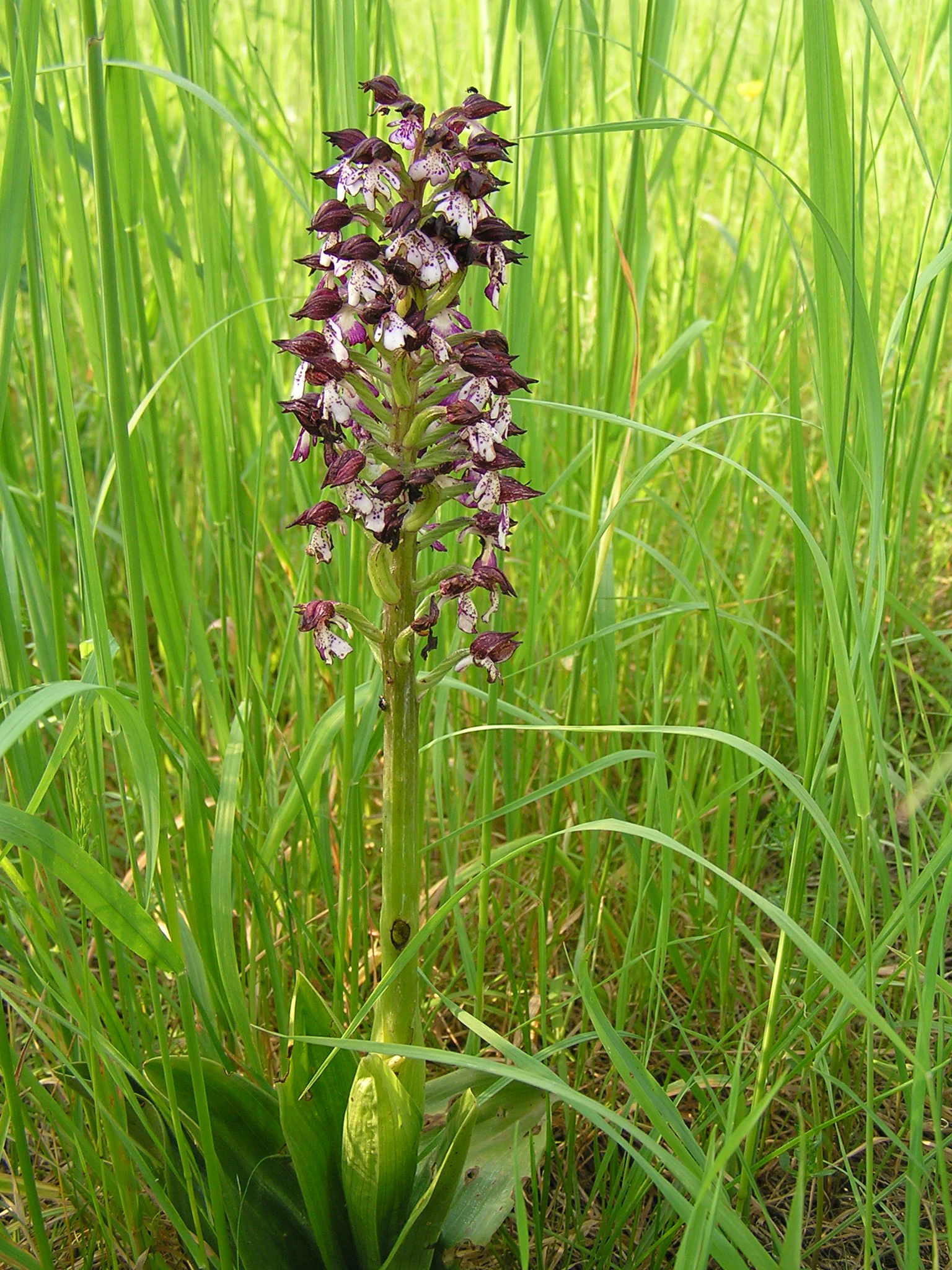 A close-up view of a purple and white lady orchid in bloom, surrounded by tall green grasses.