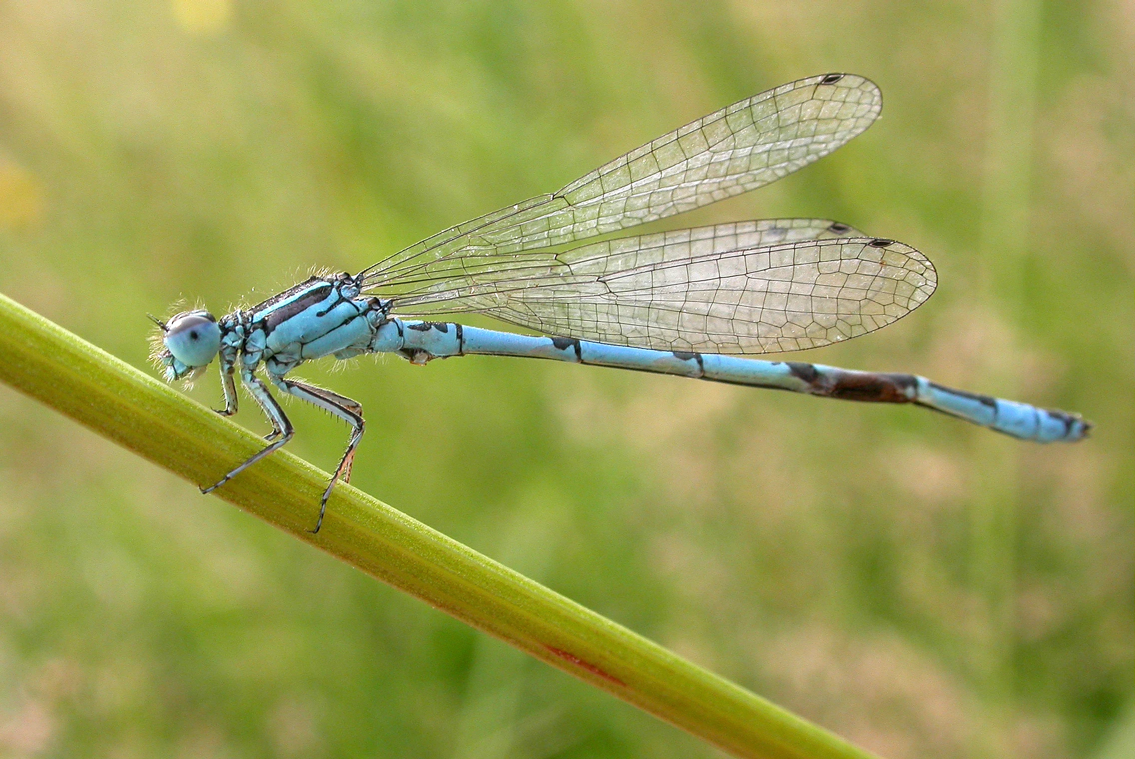 A bright blue damselfly with clear, veined wings resting horizontally on a thin, green plant stem against a blurred green background.