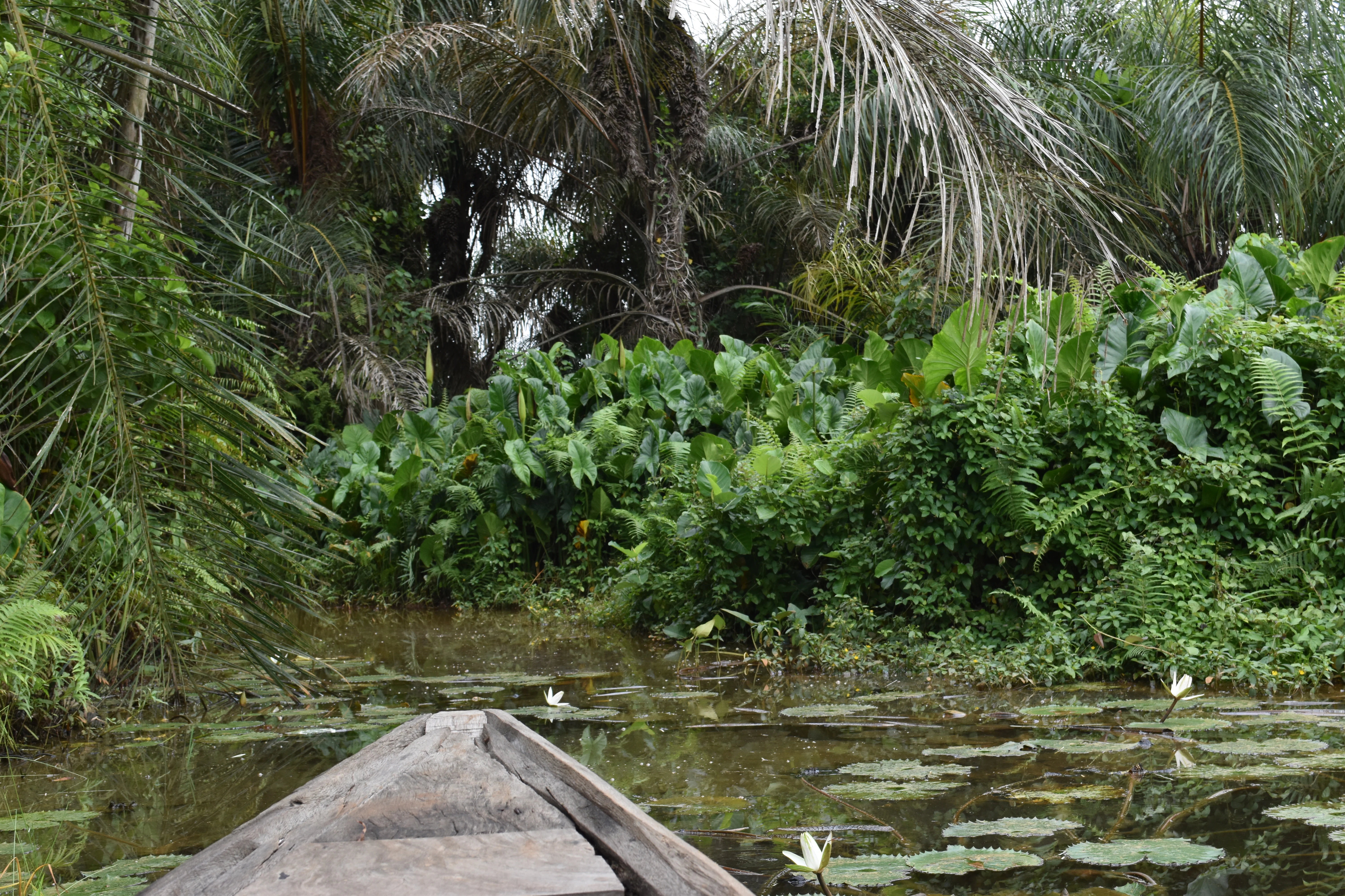 A POV shot from the front of a traditional wooden boat traveling through a narrow waterway surrounded by dense tropical vegetation and water lilies.